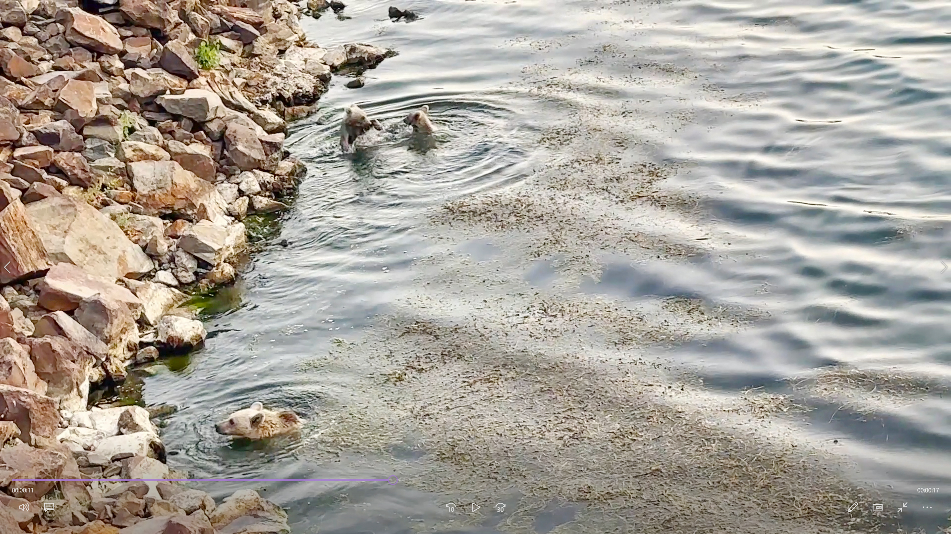 Bozayılar, Nemrut Krater Gölü’nde yüzerken görüntülendi - Görsel 1