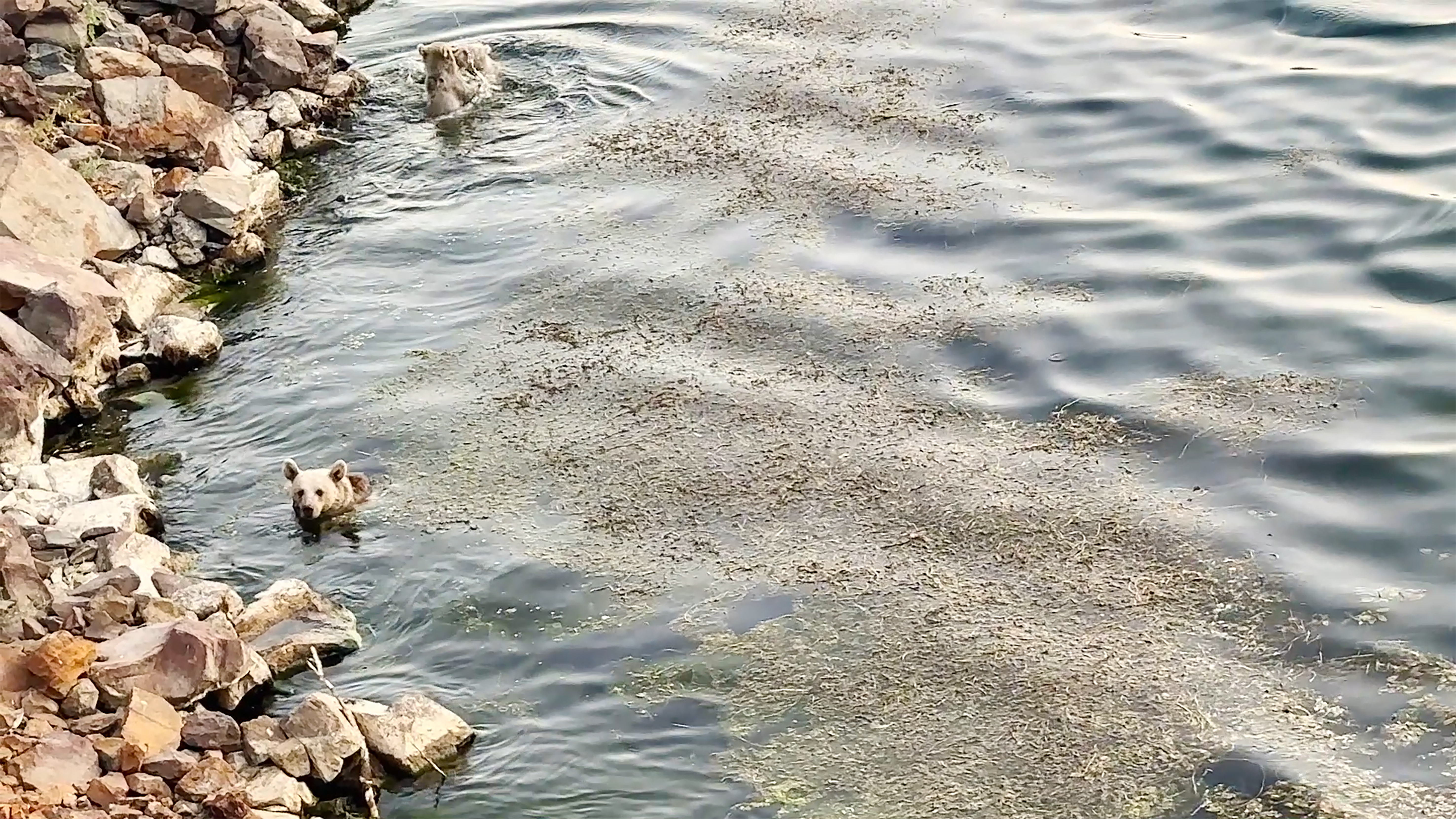 Bozayılar, Nemrut Krater Gölü’nde yüzerken görüntülendi - Görsel 3