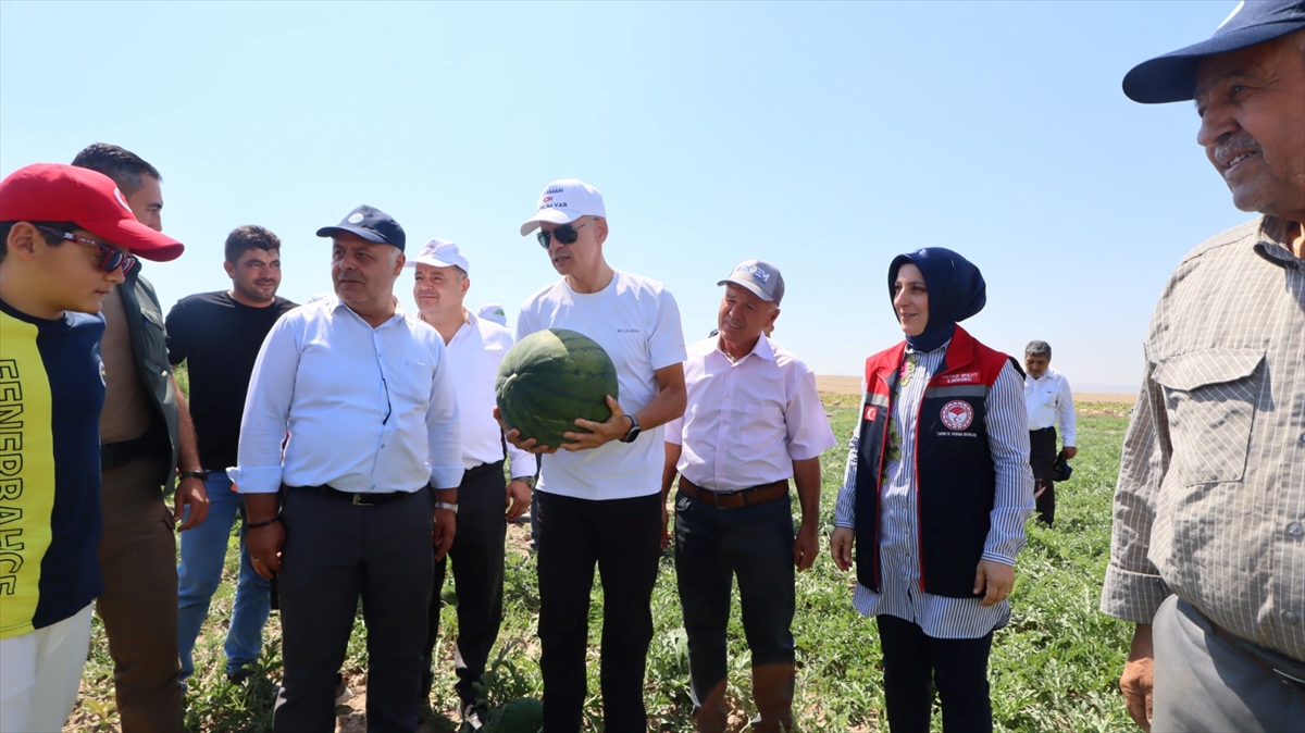 Karaman Valisi Çiçekli, karpuz hasadına katıldı - Görsel 1