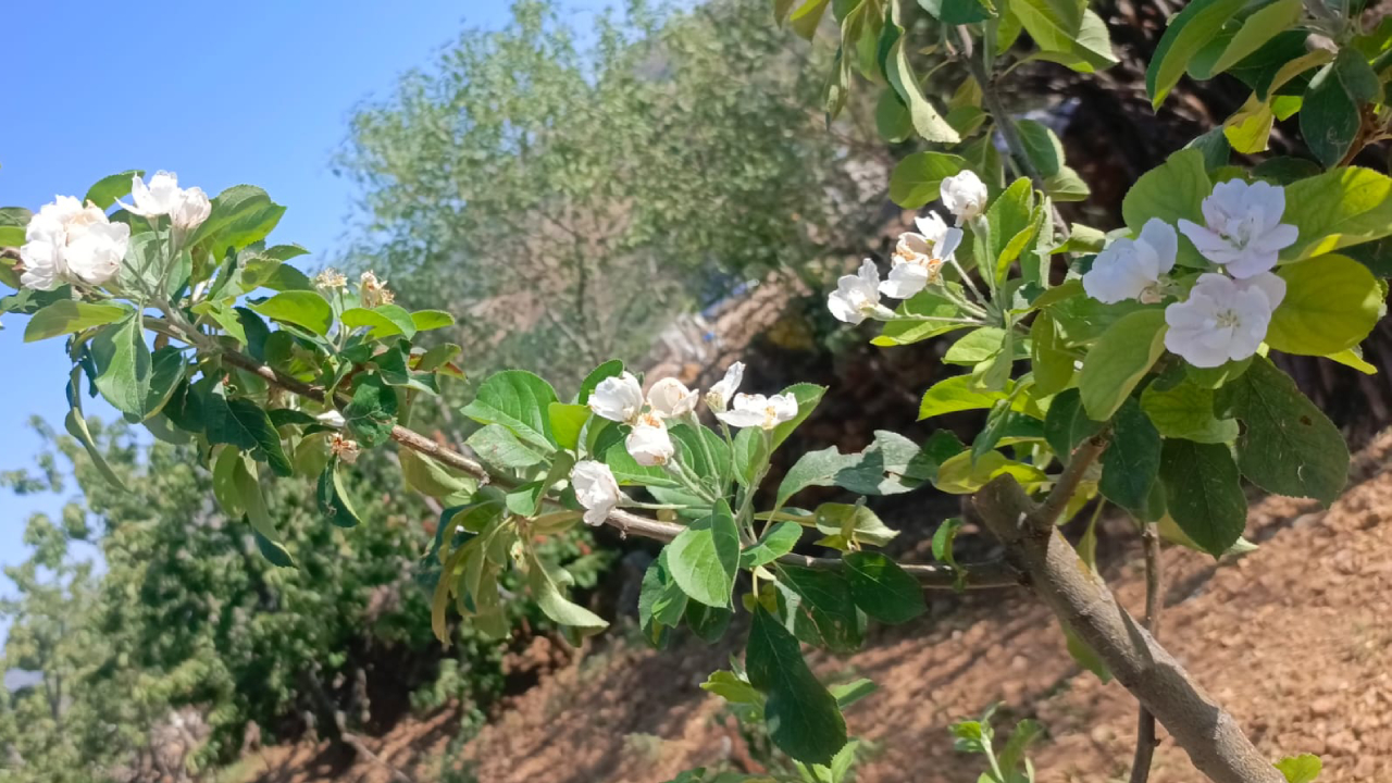 İklim Değişikliğinin Şaşırtan Etkisi: Bozkır'da Elma Ağaçları Ağustos'ta Çiçek Açtı - Görsel 1