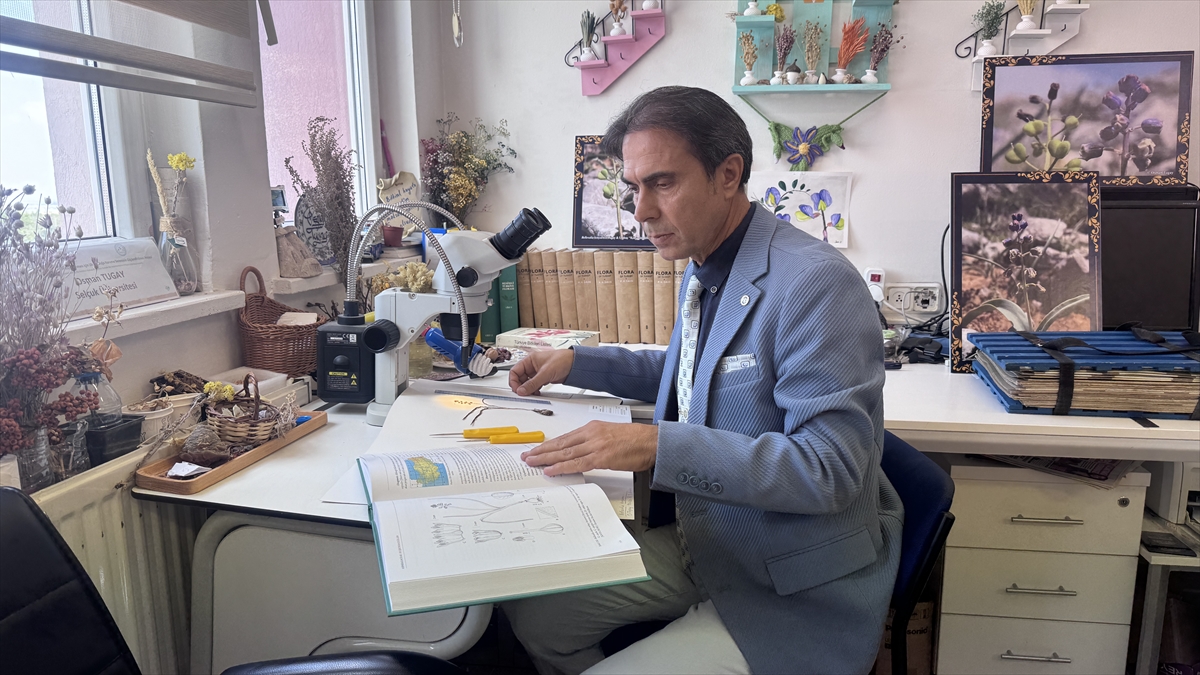 Toros Dağları'nda yeni keşfedilen bir bitki türü,  - Görsel 1