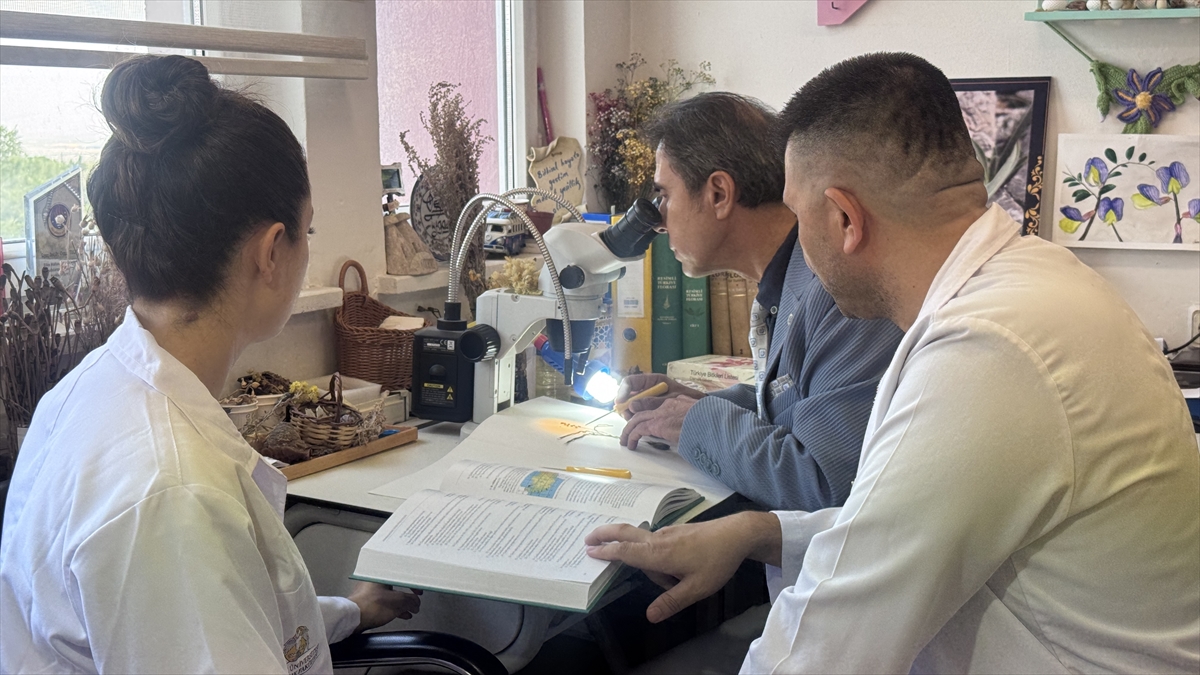 Toros Dağları'nda yeni keşfedilen bir bitki türü,  - Görsel 2