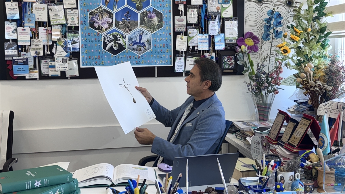 Toros Dağları'nda yeni keşfedilen bir bitki türü,  - Görsel 3