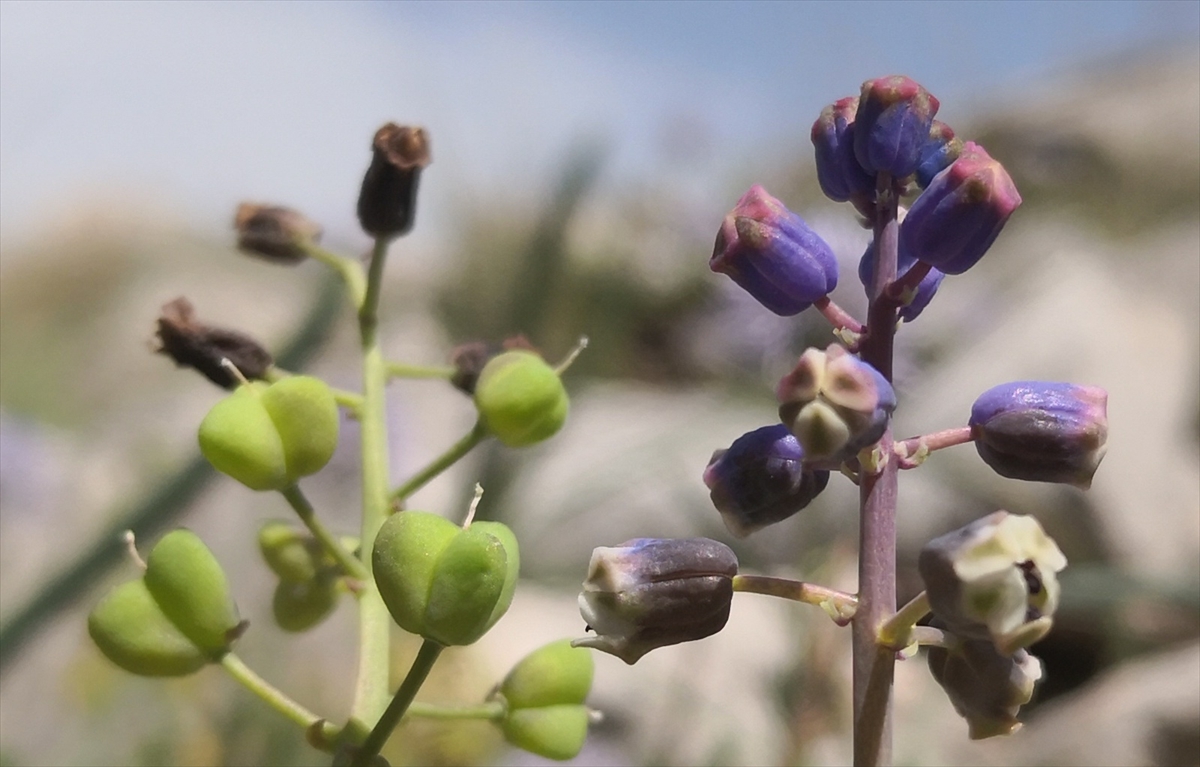 Toros Dağları'nda yeni keşfedilen bir bitki türü,  - Görsel 5