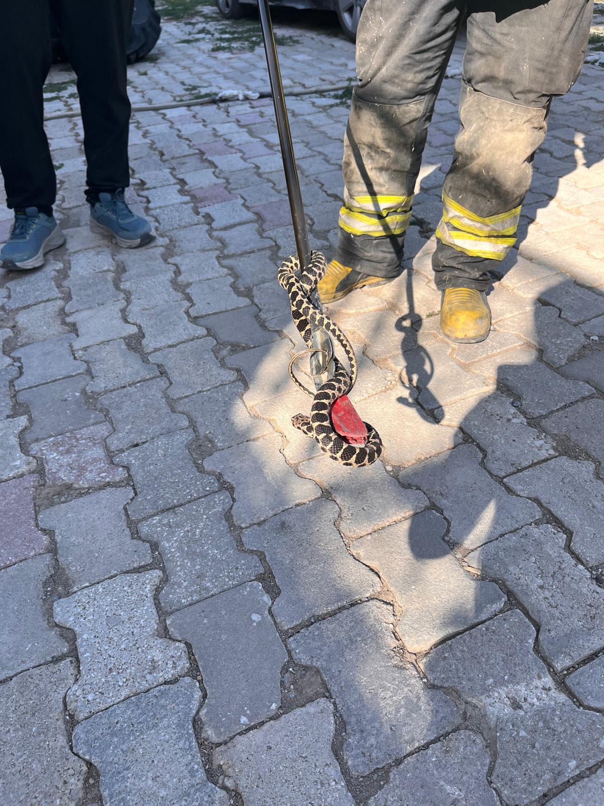 Seydişehir'de Eve Giren Yılan İtfaiye Ekipleri Tarafından Yakalanarak Doğaya Bırakıld - Görsel 2