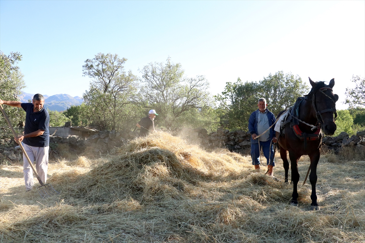 Düven sürme" geleneği Erciyes'in eteklerinde 3 arkadaş tarafından yaşatılıyor - Görsel 3