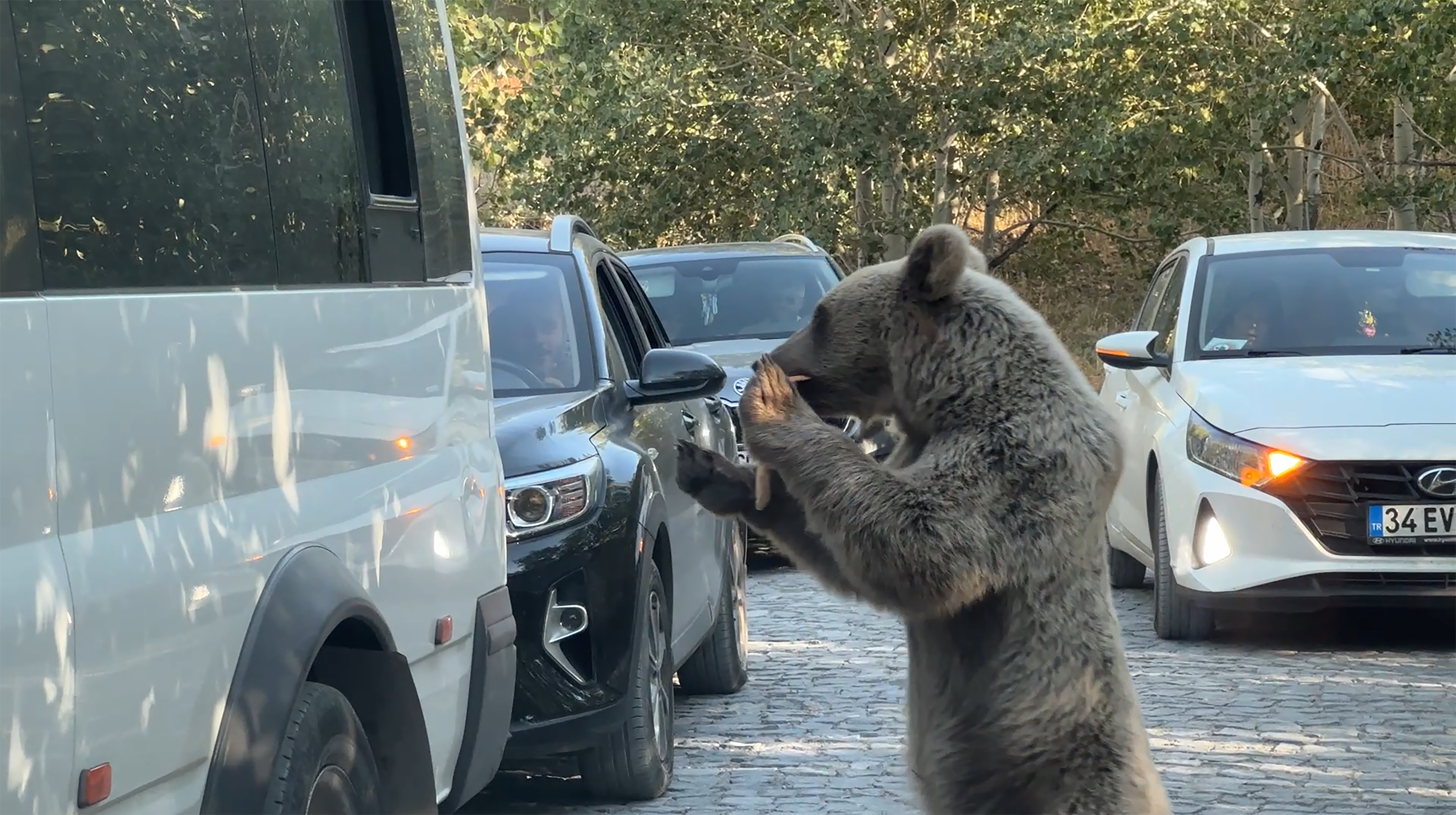 Nemrut'ta beslediği ayının saldırısından son anda kurtuldu - Görsel 1