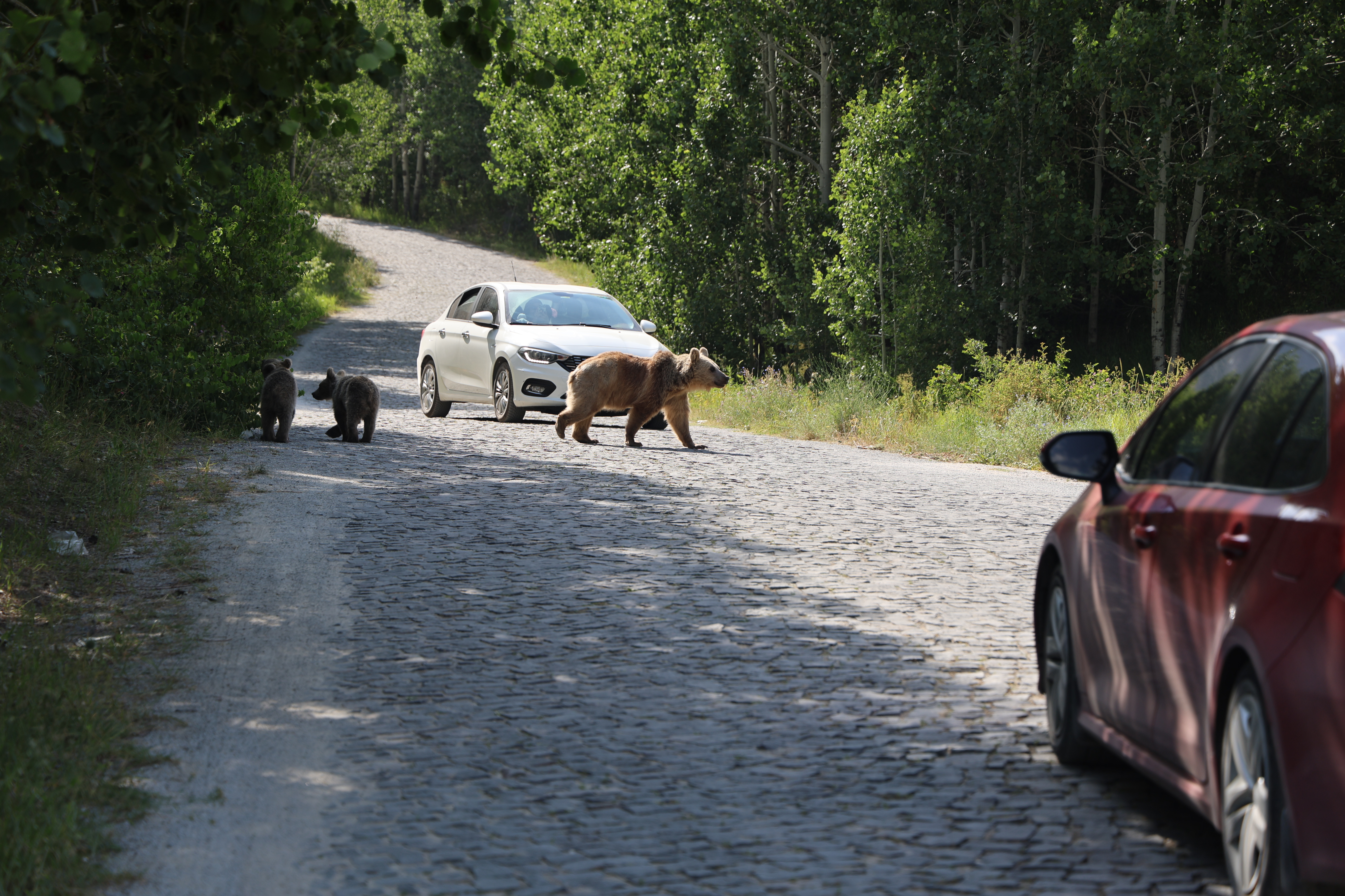 Nemrut'ta beslediği ayının saldırısından son anda kurtuldu - Görsel 3