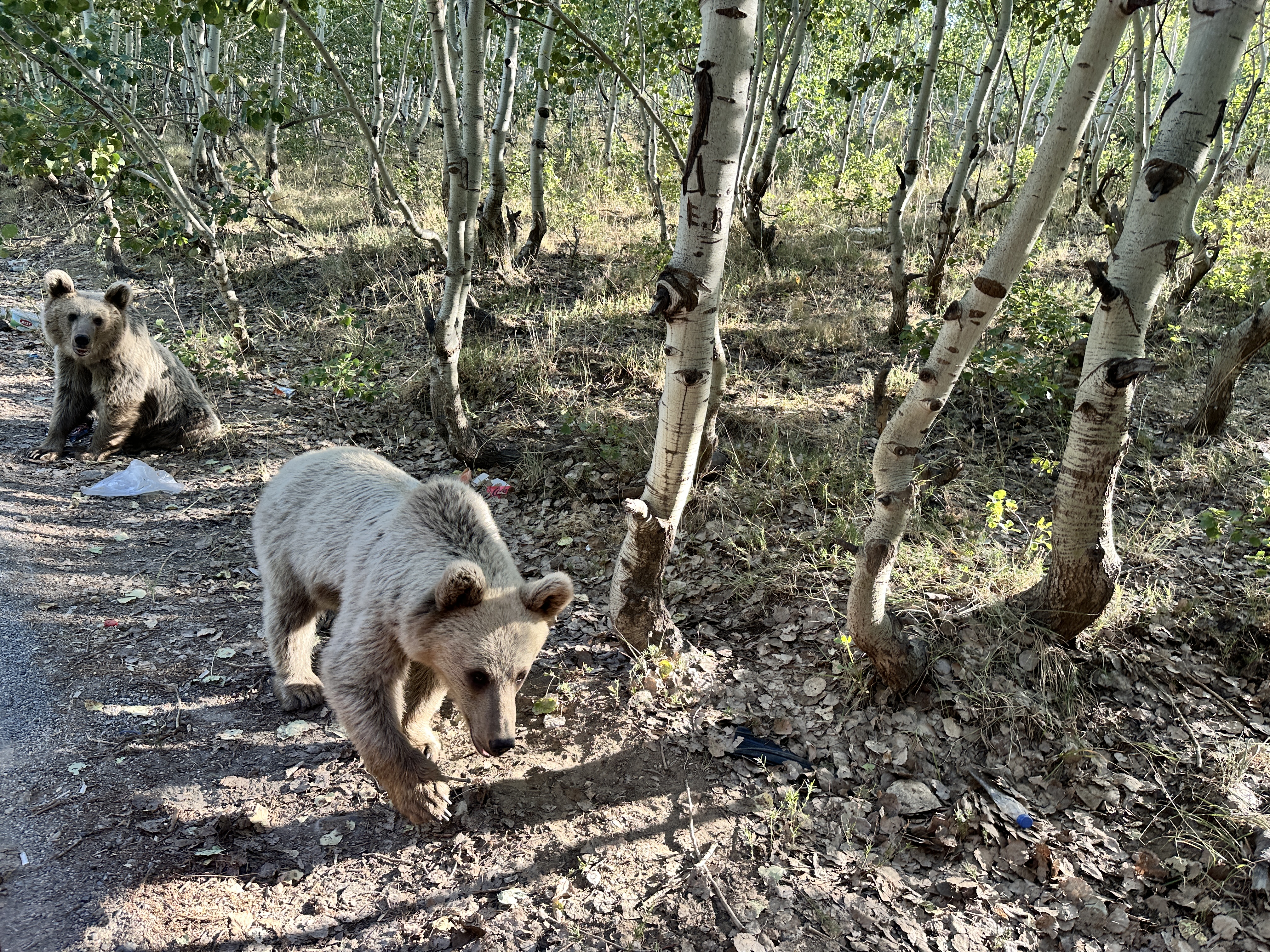 Nemrut'ta beslediği ayının saldırısından son anda kurtuldu - Görsel 4