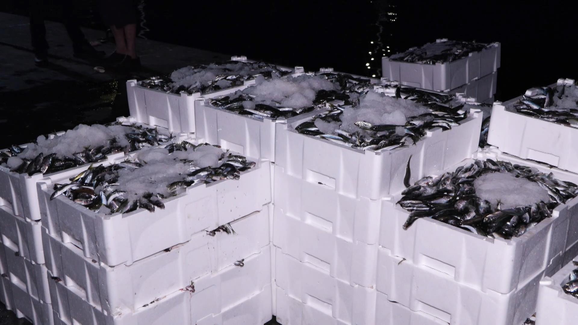 İstanbul - Balıkçılar sezonun ilk avından döndü - Görsel 2