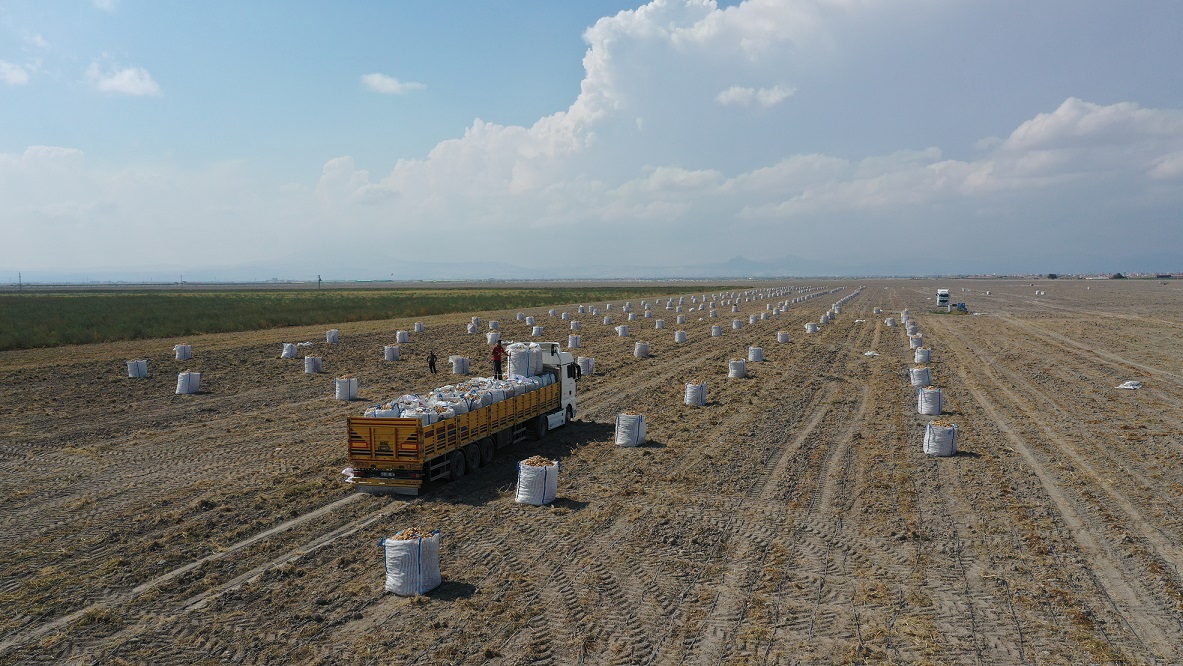 Erkoyuncu: 2027'de patates tohumunu dış alıma ihtiyaç duymadan üreteceğiz - Görsel 2