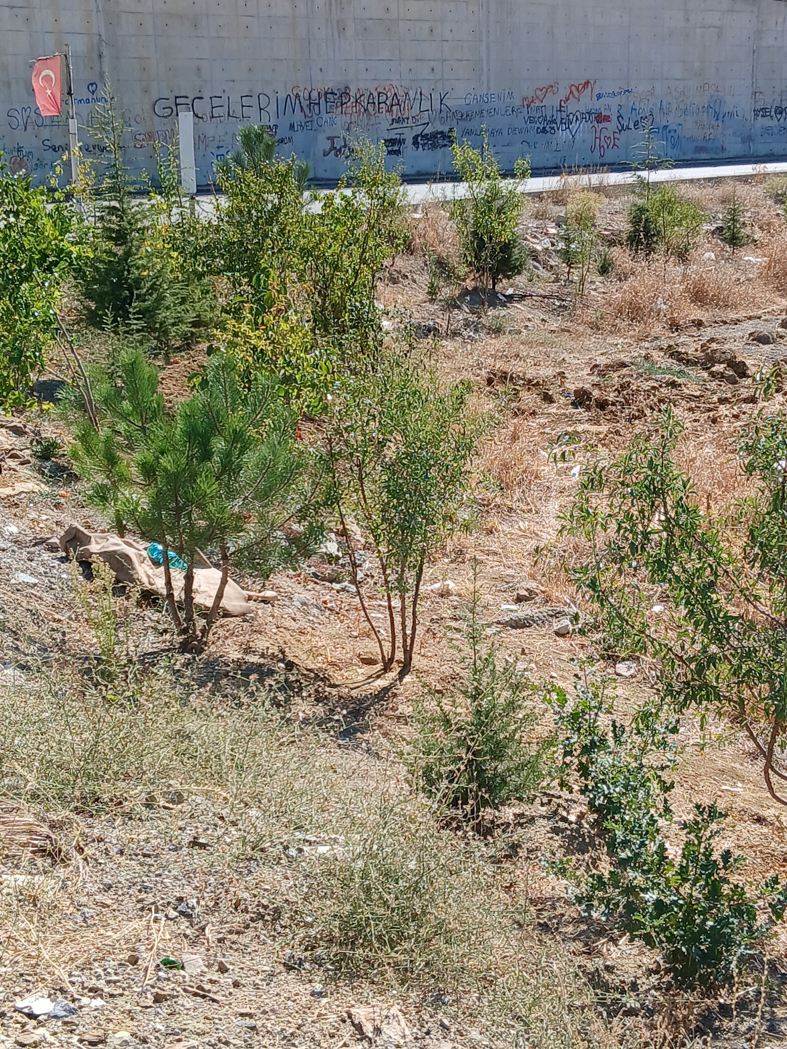 Seydişehir'in 'Ağaç Dedesi' Adil Bilen, Pazar Arabasıyla Su Taşıyıp Diktiği 250 Ağacı Suluyor - Görsel 2