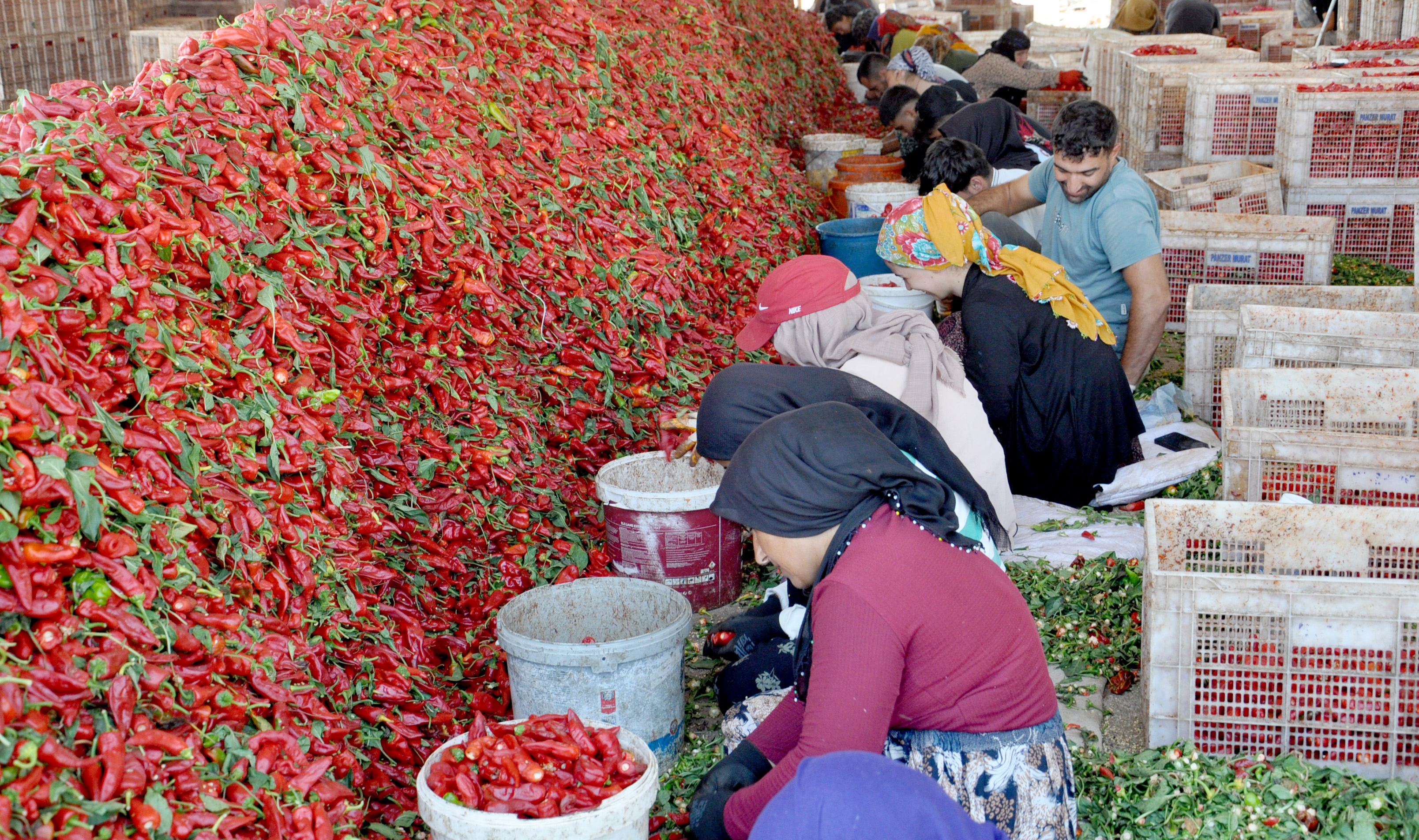 Gaziantep’te 8 bin tarım işçisi ile ‘acı’ mesaisi - Görsel 1