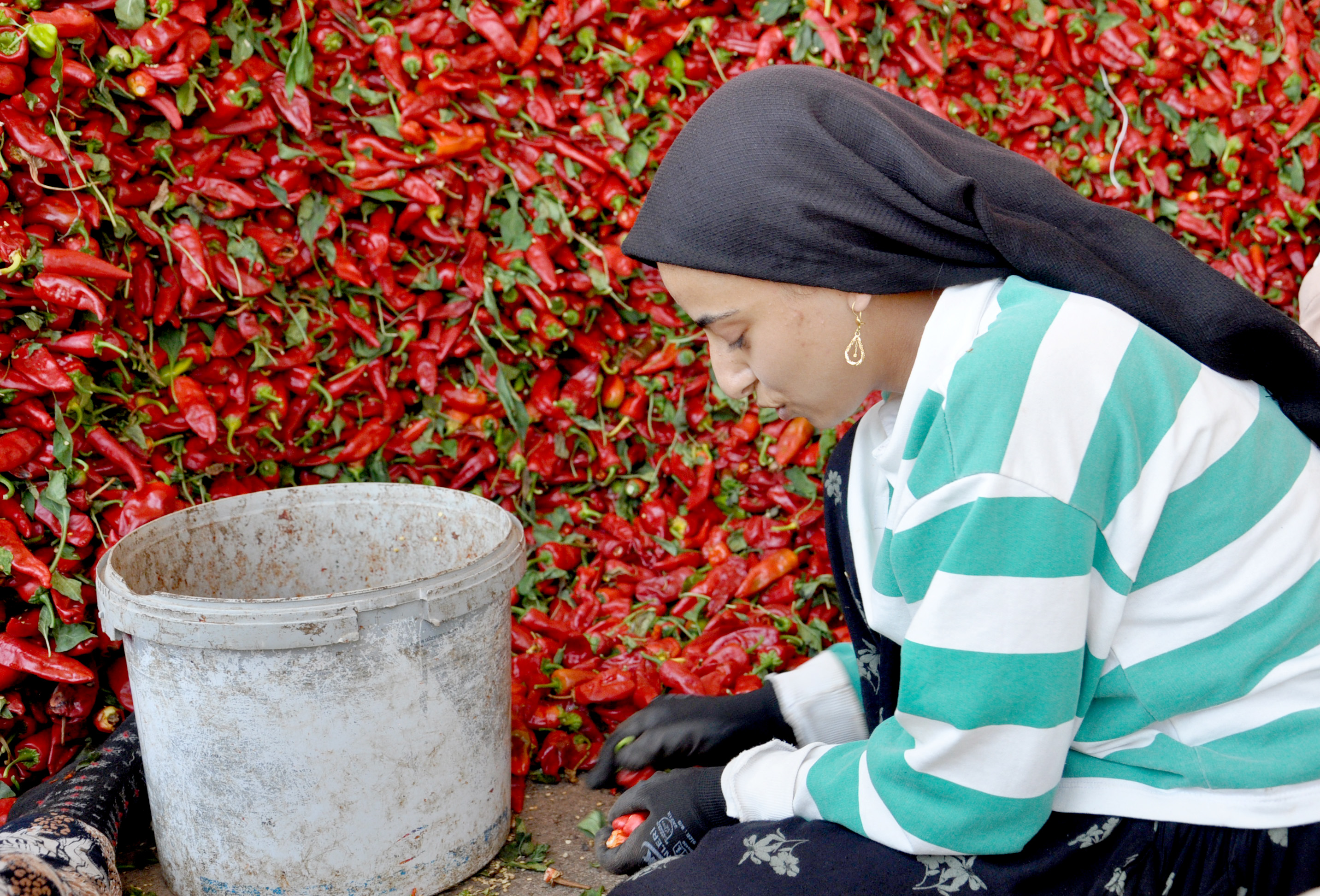 Gaziantep’te 8 bin tarım işçisi ile ‘acı’ mesaisi - Görsel 2