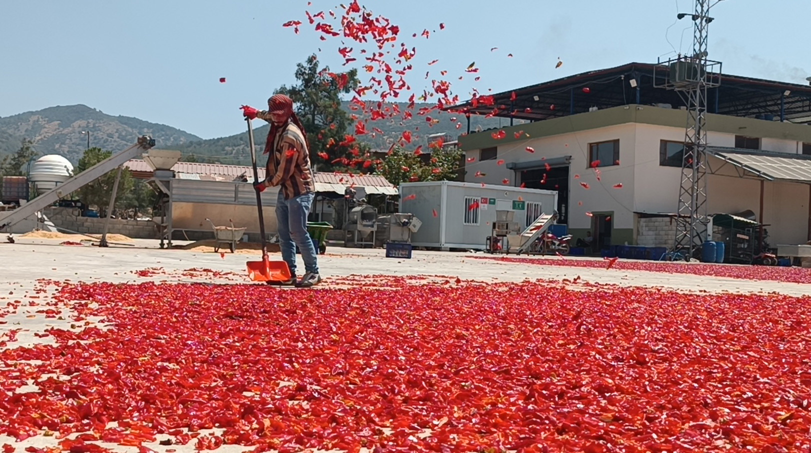 Gaziantep’te 8 bin tarım işçisi ile ‘acı’ mesaisi - Görsel 3