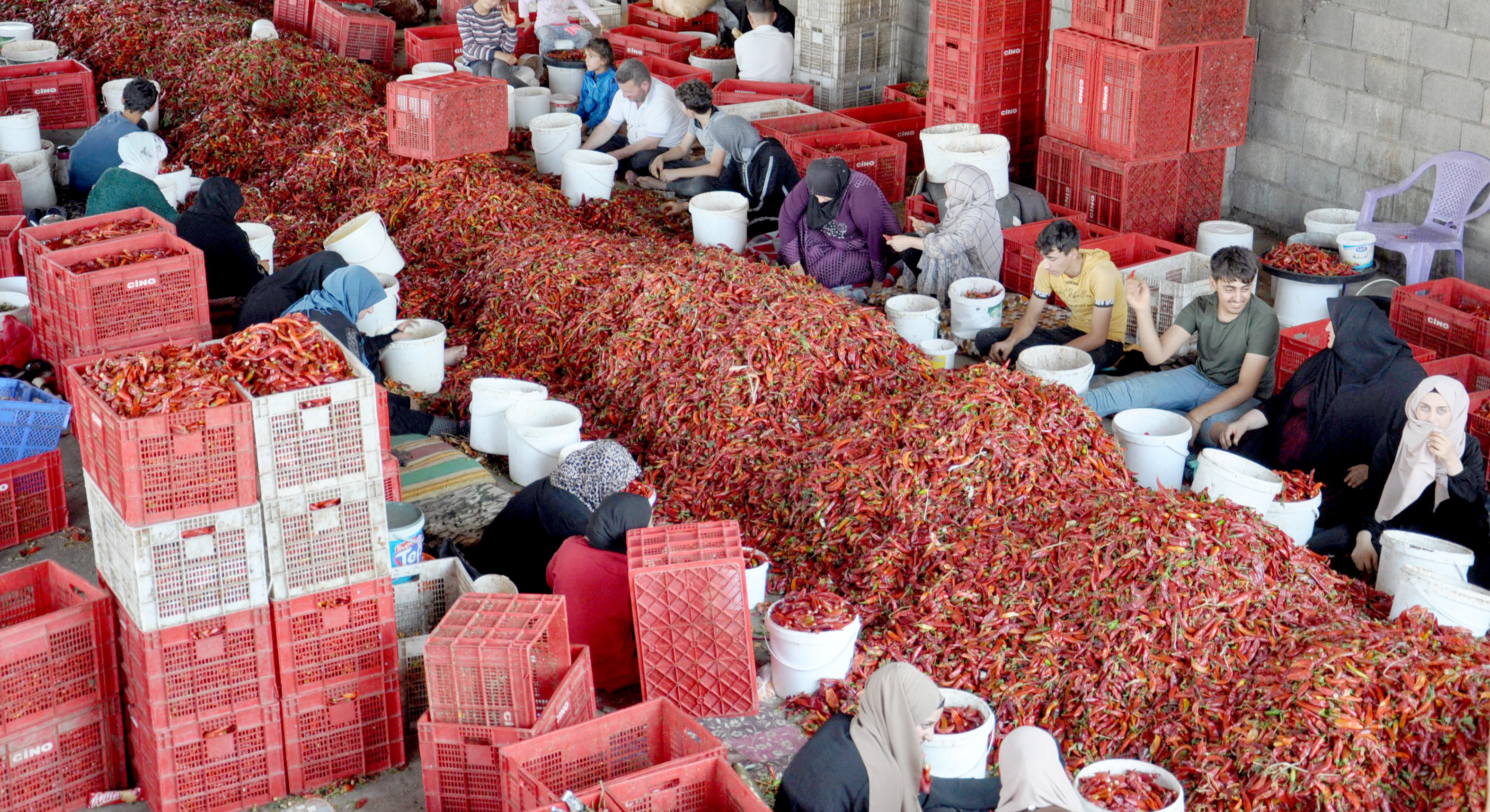 Gaziantep’te 8 bin tarım işçisi ile ‘acı’ mesaisi - Görsel 4