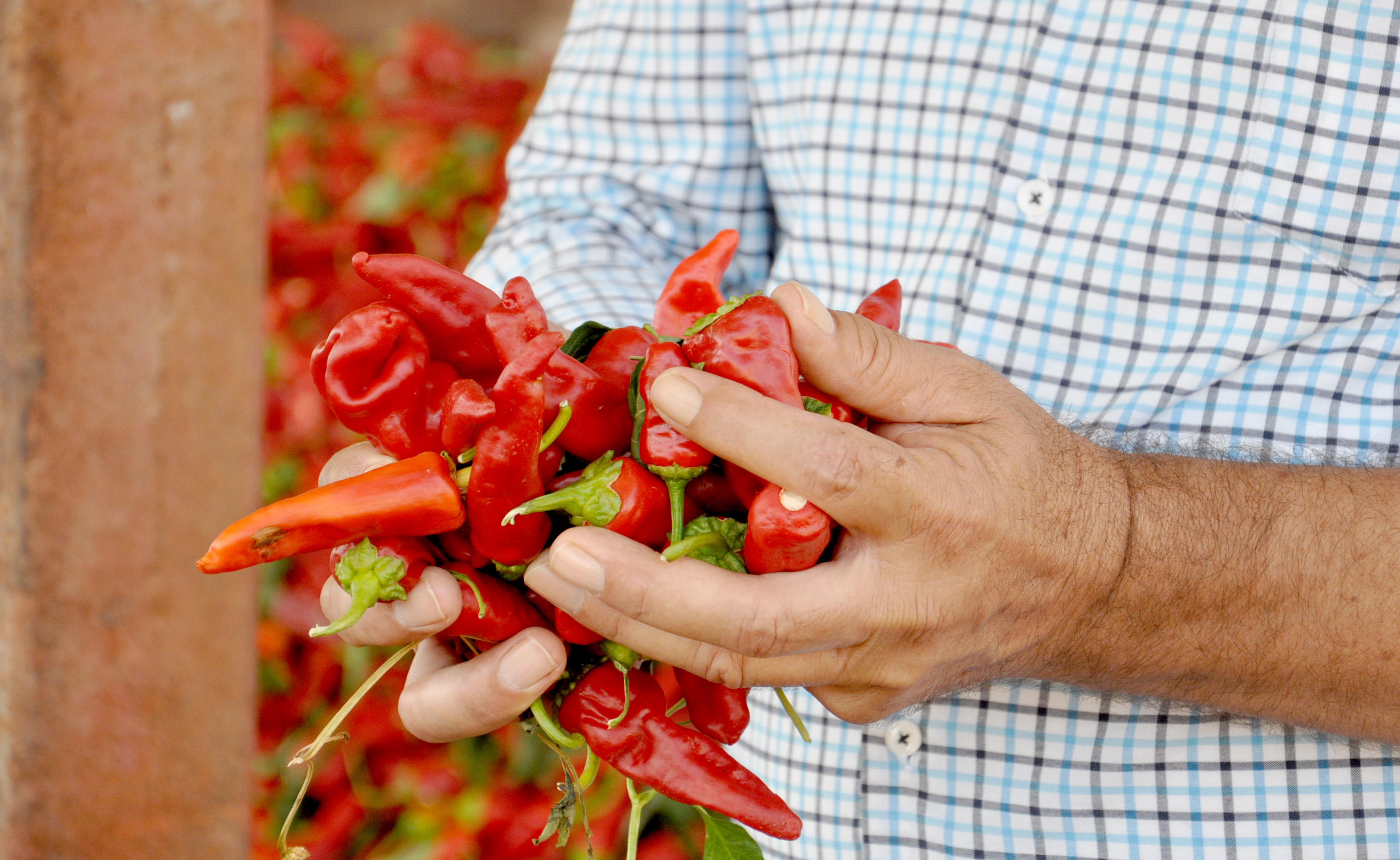 Gaziantep’te 8 bin tarım işçisi ile ‘acı’ mesaisi - Görsel 5