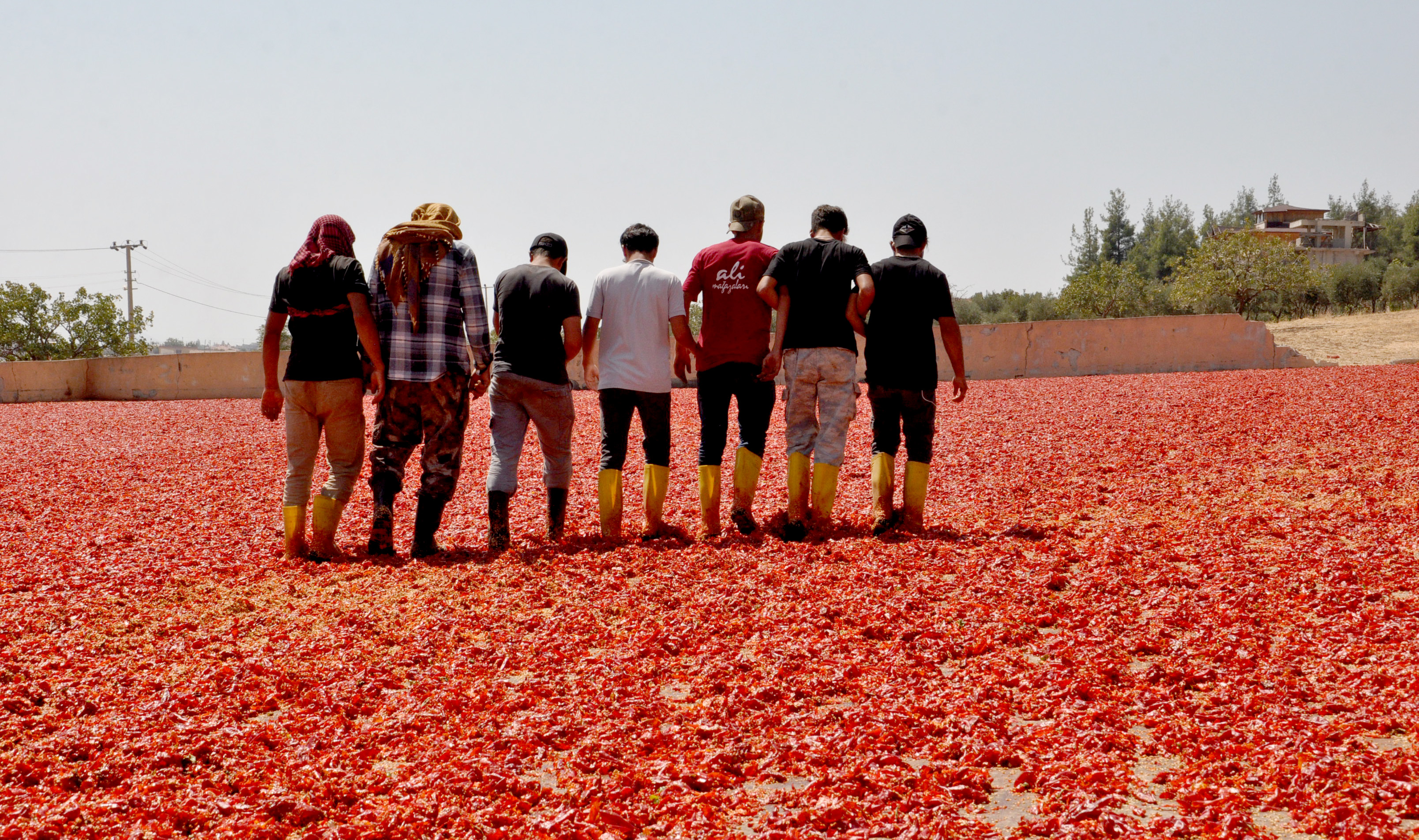 Gaziantep’te 8 bin tarım işçisi ile ‘acı’ mesaisi - Görsel 6