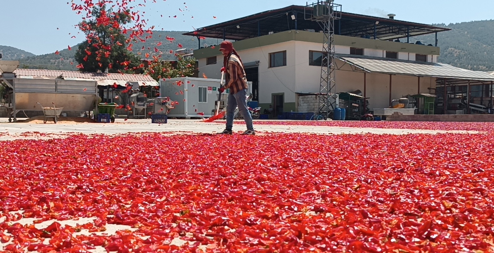 Gaziantep’te 8 bin tarım işçisi ile ‘acı’ mesaisi - Görsel 7
