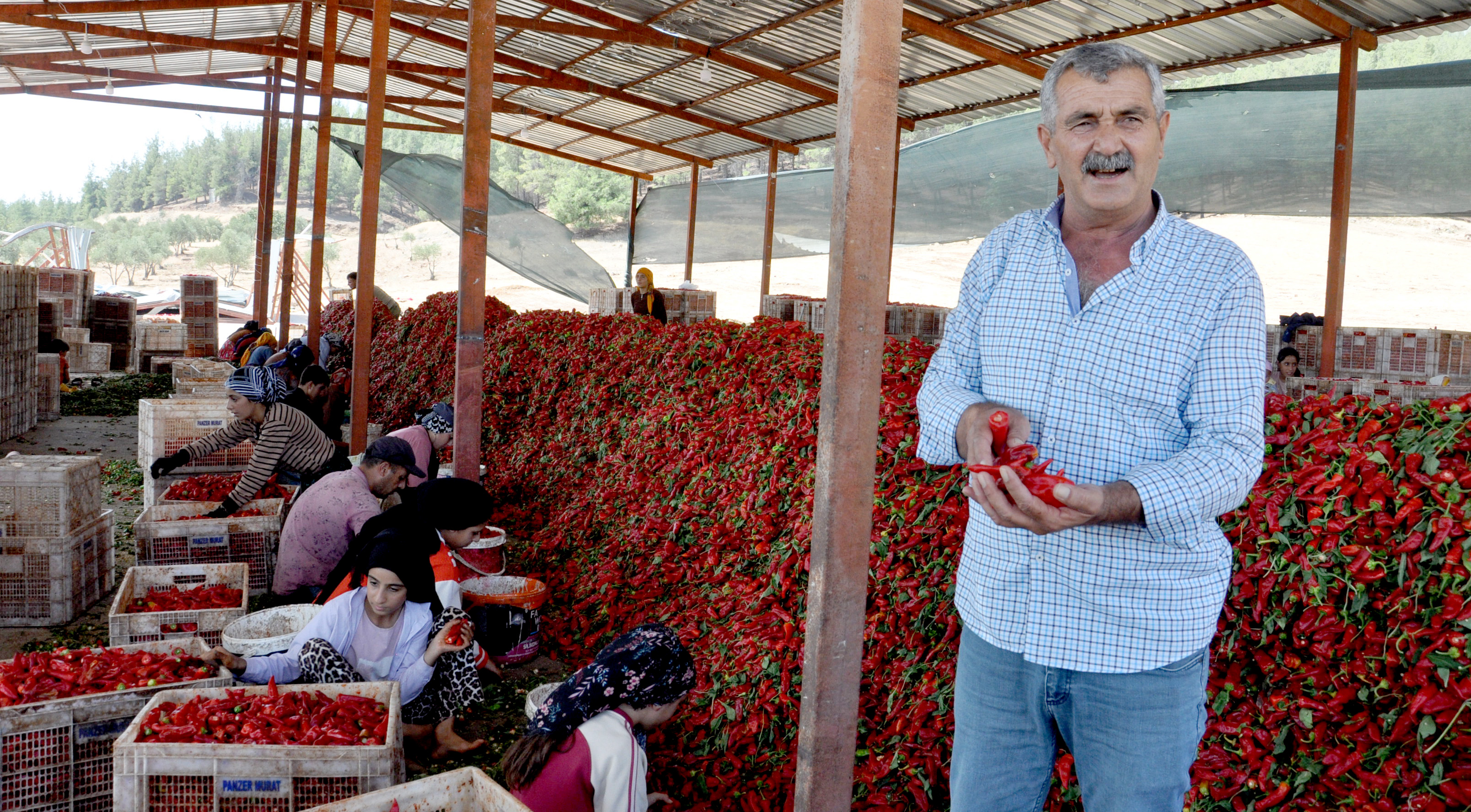 Gaziantep’te 8 bin tarım işçisi ile ‘acı’ mesaisi - Görsel 8