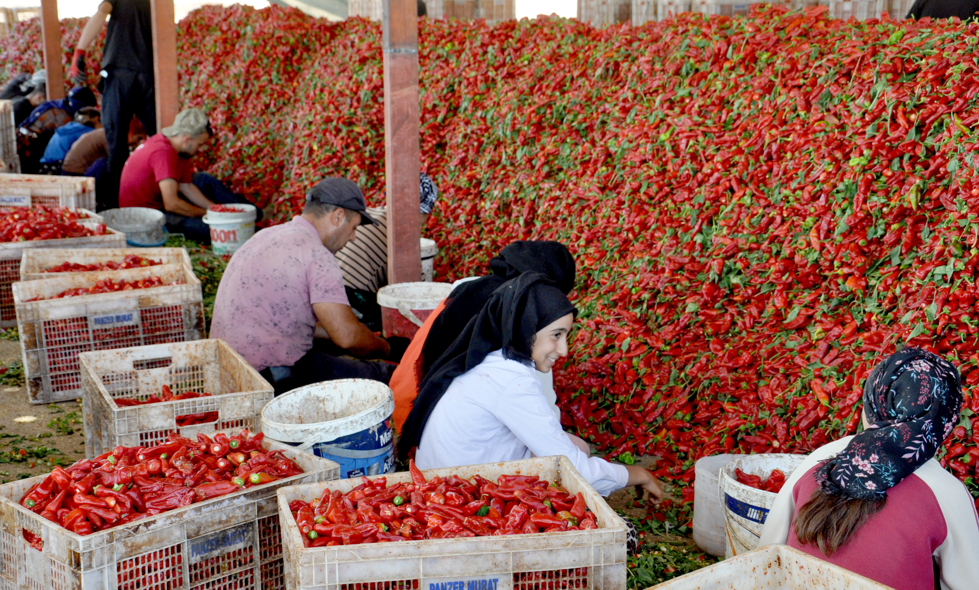 Gaziantep’te 8 bin tarım işçisi ile ‘acı’ mesaisi - Görsel 9