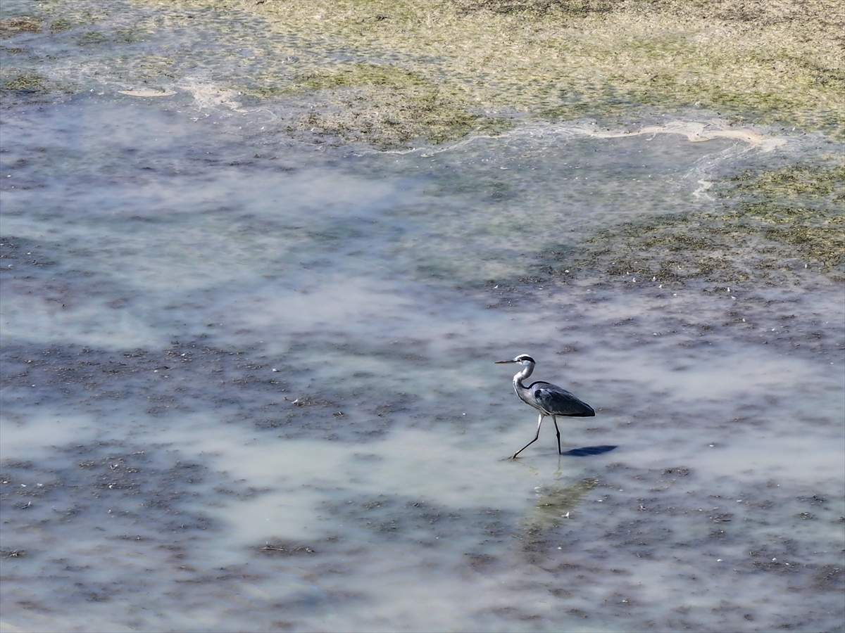 KONYA - Kuraklığın etkisiyle su kaynakları dip seviyeleri gördü - Görsel 12