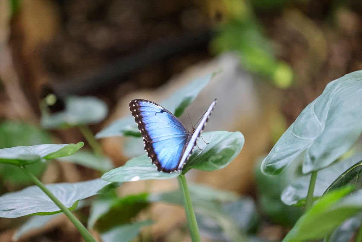 Konya Tropikal Kelebek Bahçesi yaz döneminde 272 bin ziyaretçiyi ağırladı - Görsel 4