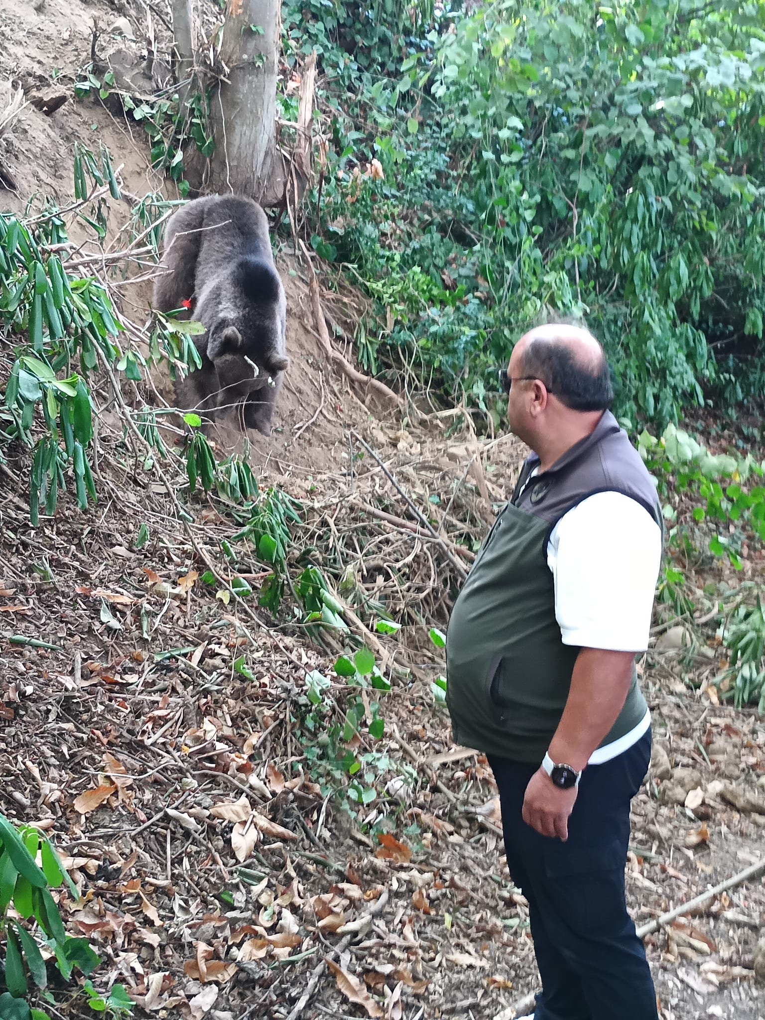Ormanda tuzağa takılan ayı, iğneyle bayıltılarak kurtarıldı - Görsel 1