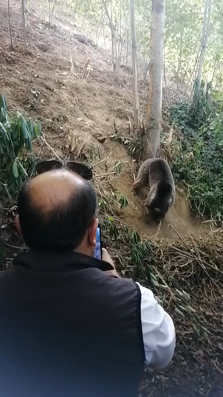 Ormanda tuzağa takılan ayı, iğneyle bayıltılarak kurtarıldı - Görsel 2