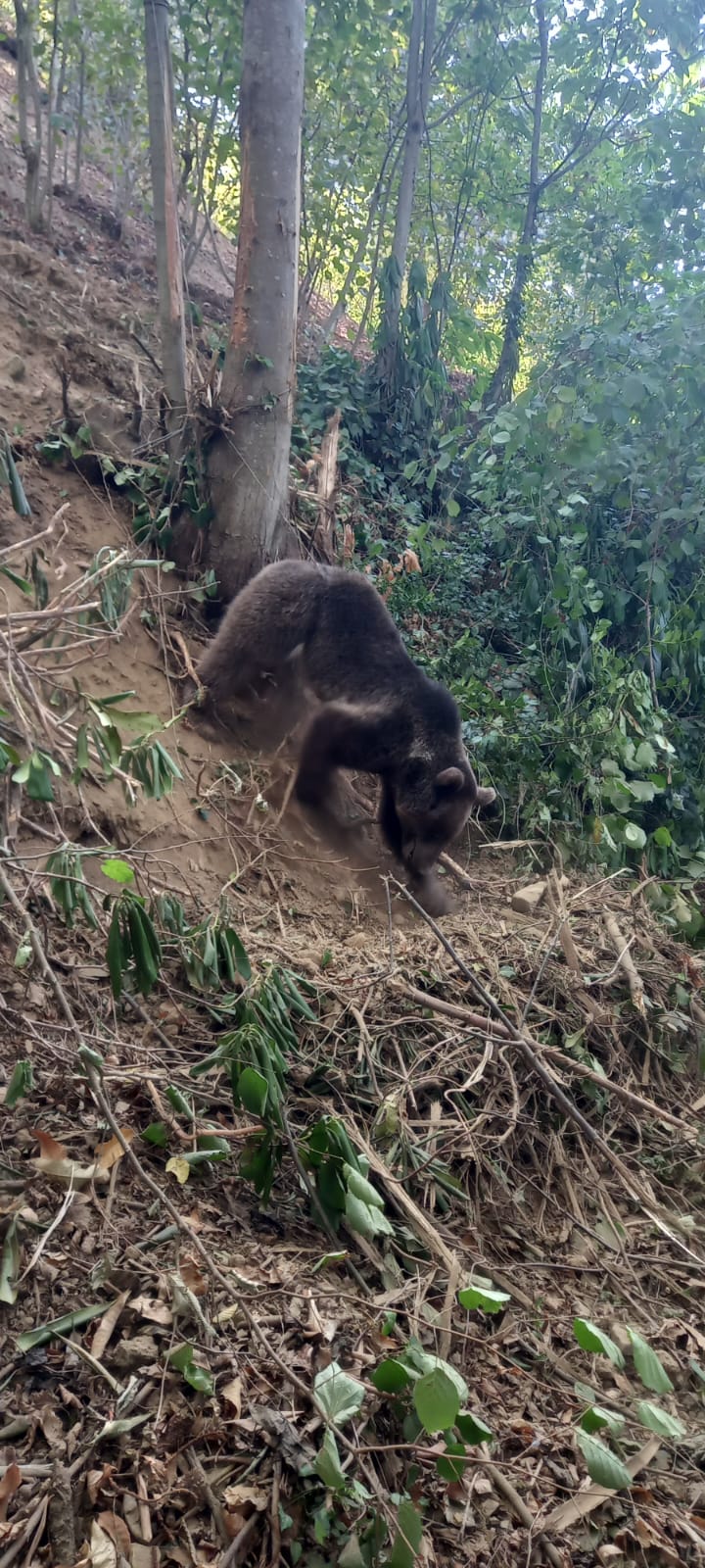 Ormanda tuzağa takılan ayı, iğneyle bayıltılarak kurtarıldı - Görsel 3