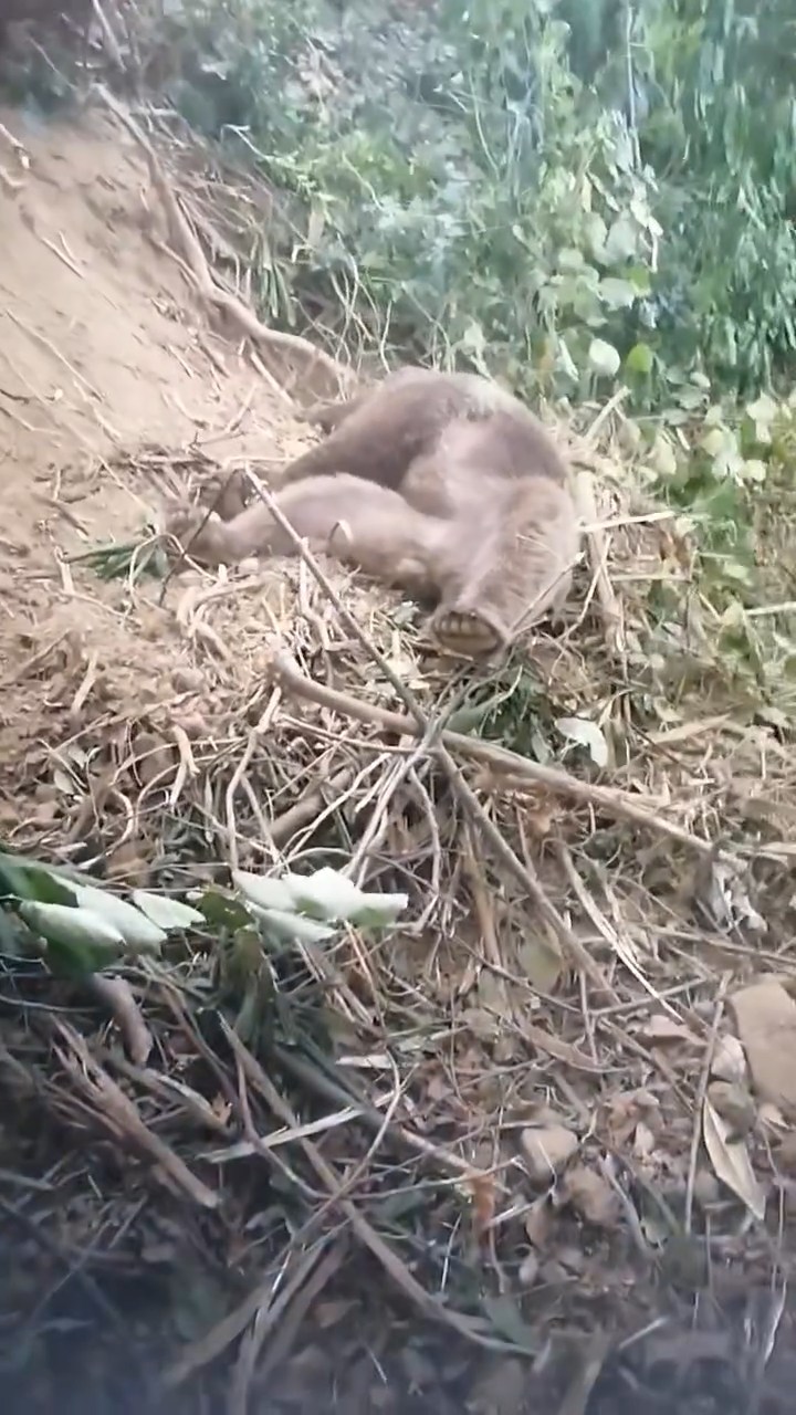 Ormanda tuzağa takılan ayı, iğneyle bayıltılarak kurtarıldı - Görsel 4