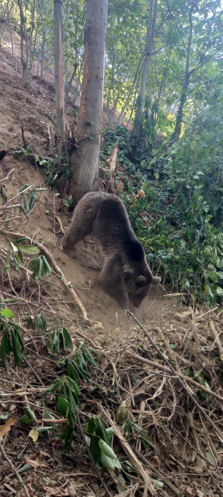 Ormanda tuzağa takılan ayı, iğneyle bayıltılarak kurtarıldı - Görsel 5