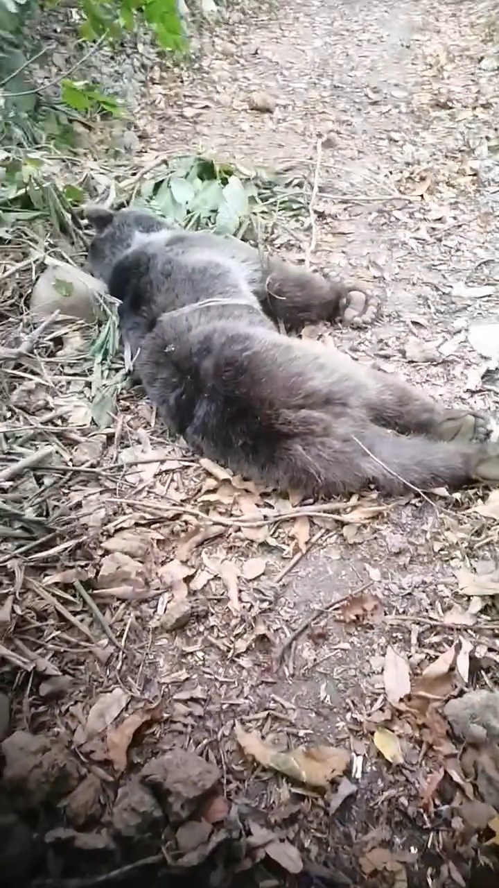 Ormanda tuzağa takılan ayı, iğneyle bayıltılarak kurtarıldı - Görsel 6