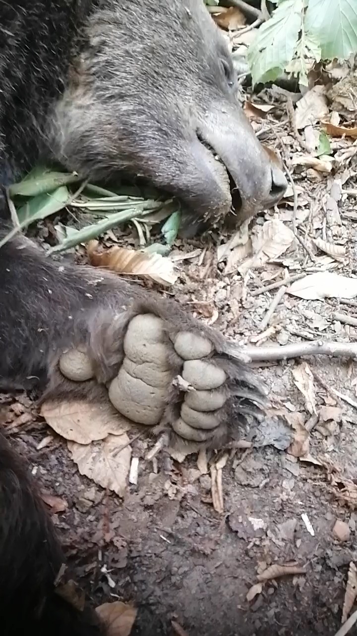 Ormanda tuzağa takılan ayı, iğneyle bayıltılarak kurtarıldı - Görsel 7