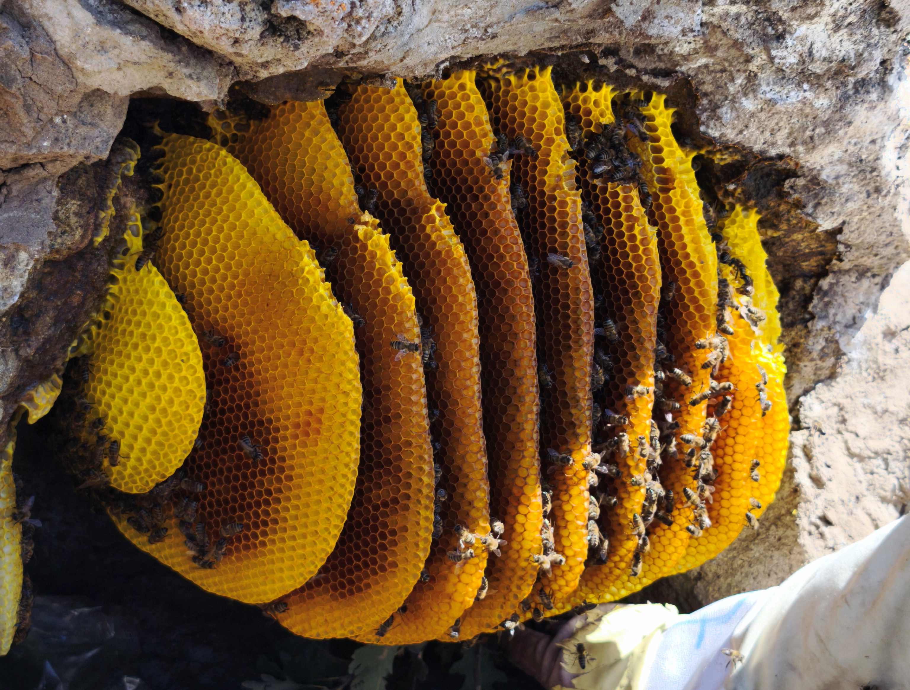 Torosların Kaya Kovuklarında Asırlık Bal Geleneği: Şakir Cırık’ın Doğal Arıcılık Hikâyesi ÖZEL  HABER - Görsel 2