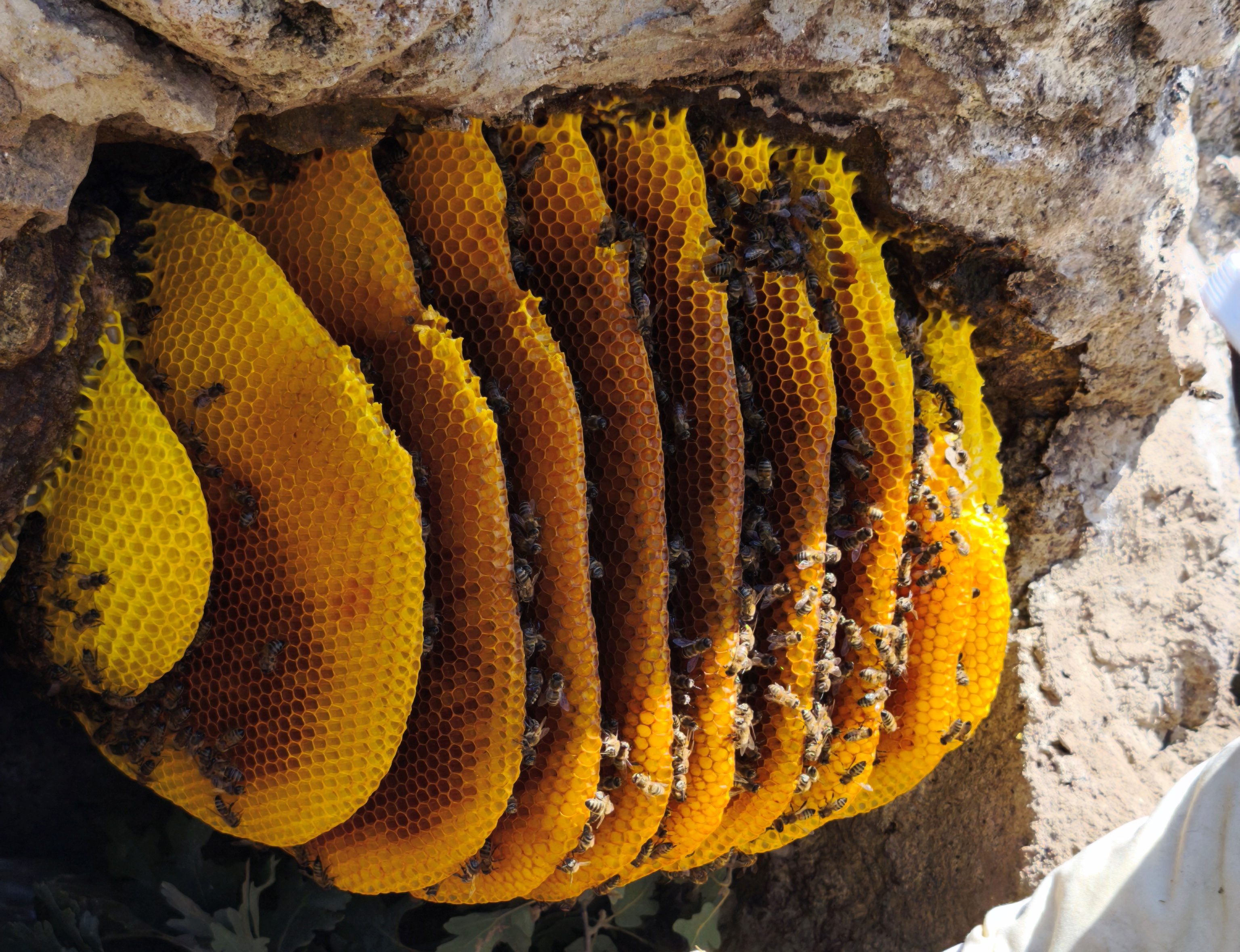 Torosların Kaya Kovuklarında Asırlık Bal Geleneği: Şakir Cırık’ın Doğal Arıcılık Hikâyesi ÖZEL  HABER - Görsel 3