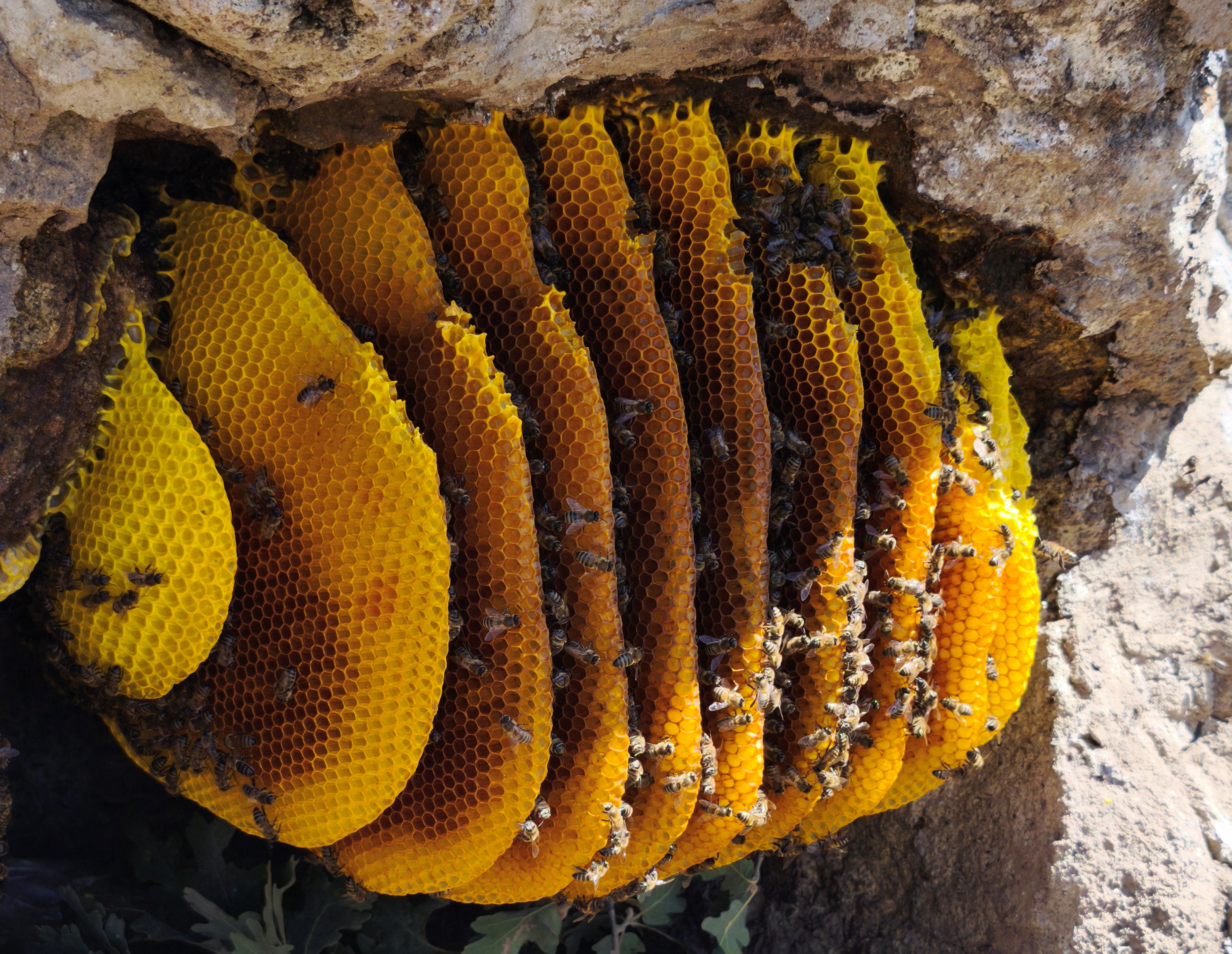 Torosların Kaya Kovuklarında Asırlık Bal Geleneği: Şakir Cırık’ın Doğal Arıcılık Hikâyesi ÖZEL  HABER - Görsel 4