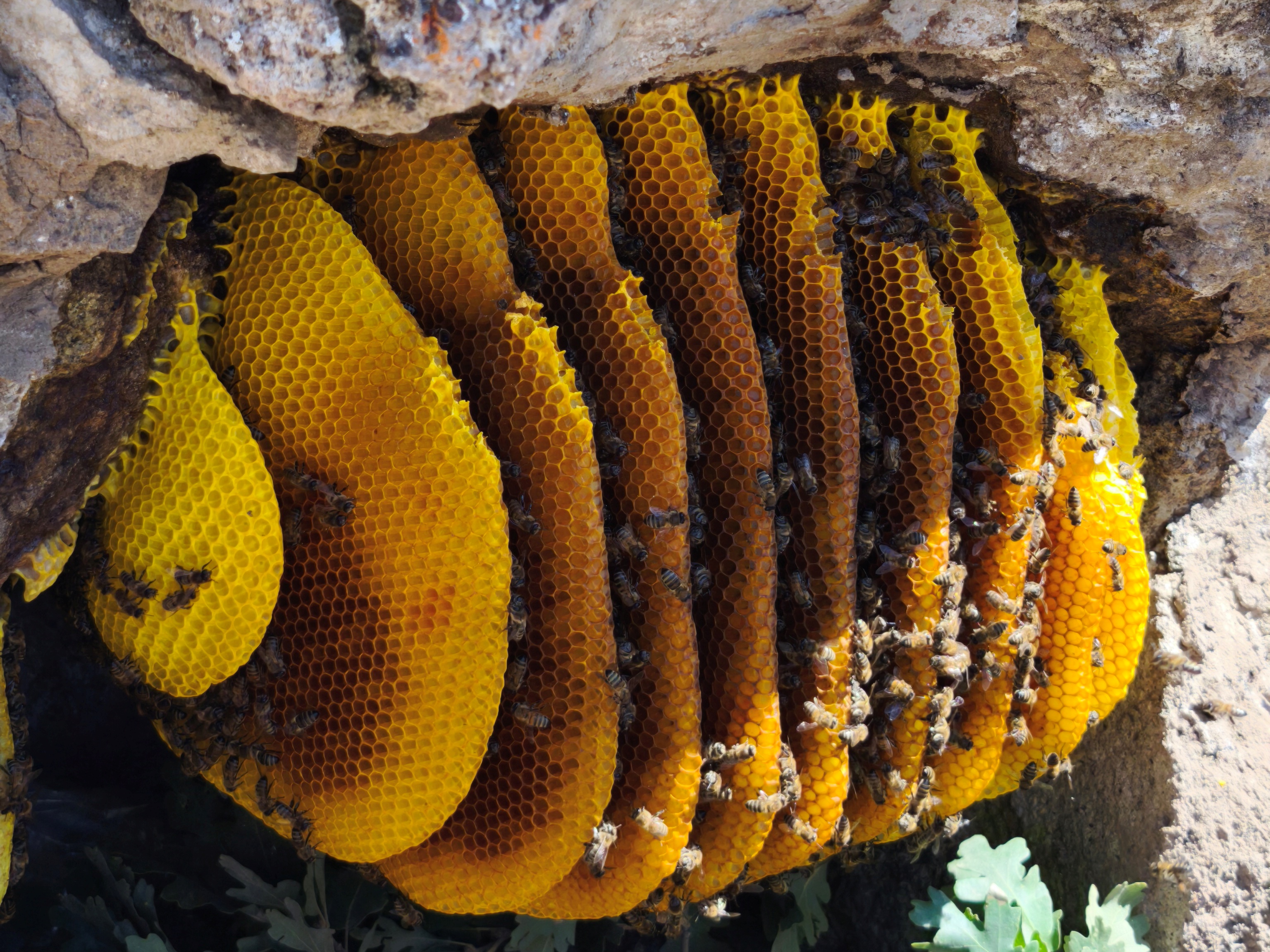 Torosların Kaya Kovuklarında Asırlık Bal Geleneği: Şakir Cırık’ın Doğal Arıcılık Hikâyesi ÖZEL  HABER - Görsel 5