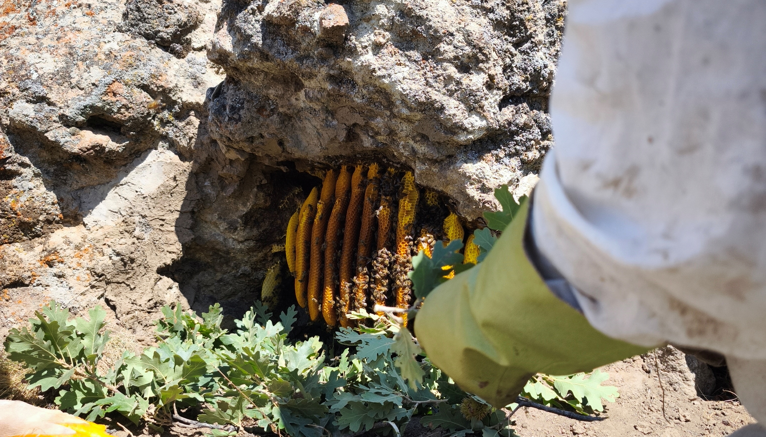 Torosların Kaya Kovuklarında Asırlık Bal Geleneği: Şakir Cırık’ın Doğal Arıcılık Hikâyesi ÖZEL  HABER - Görsel 6