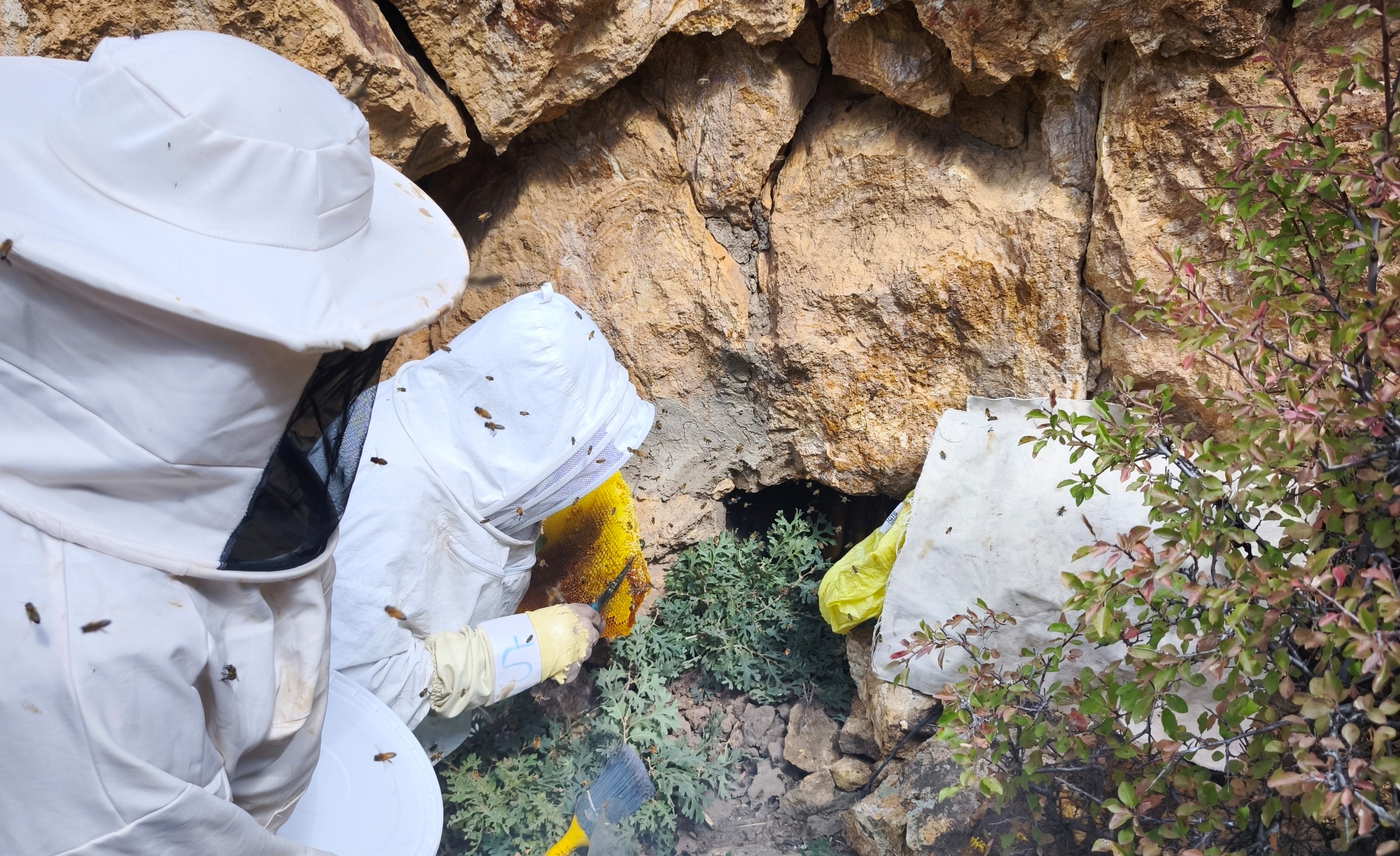Torosların Kaya Kovuklarında Asırlık Bal Geleneği: Şakir Cırık’ın Doğal Arıcılık Hikâyesi ÖZEL  HABER - Görsel 12
