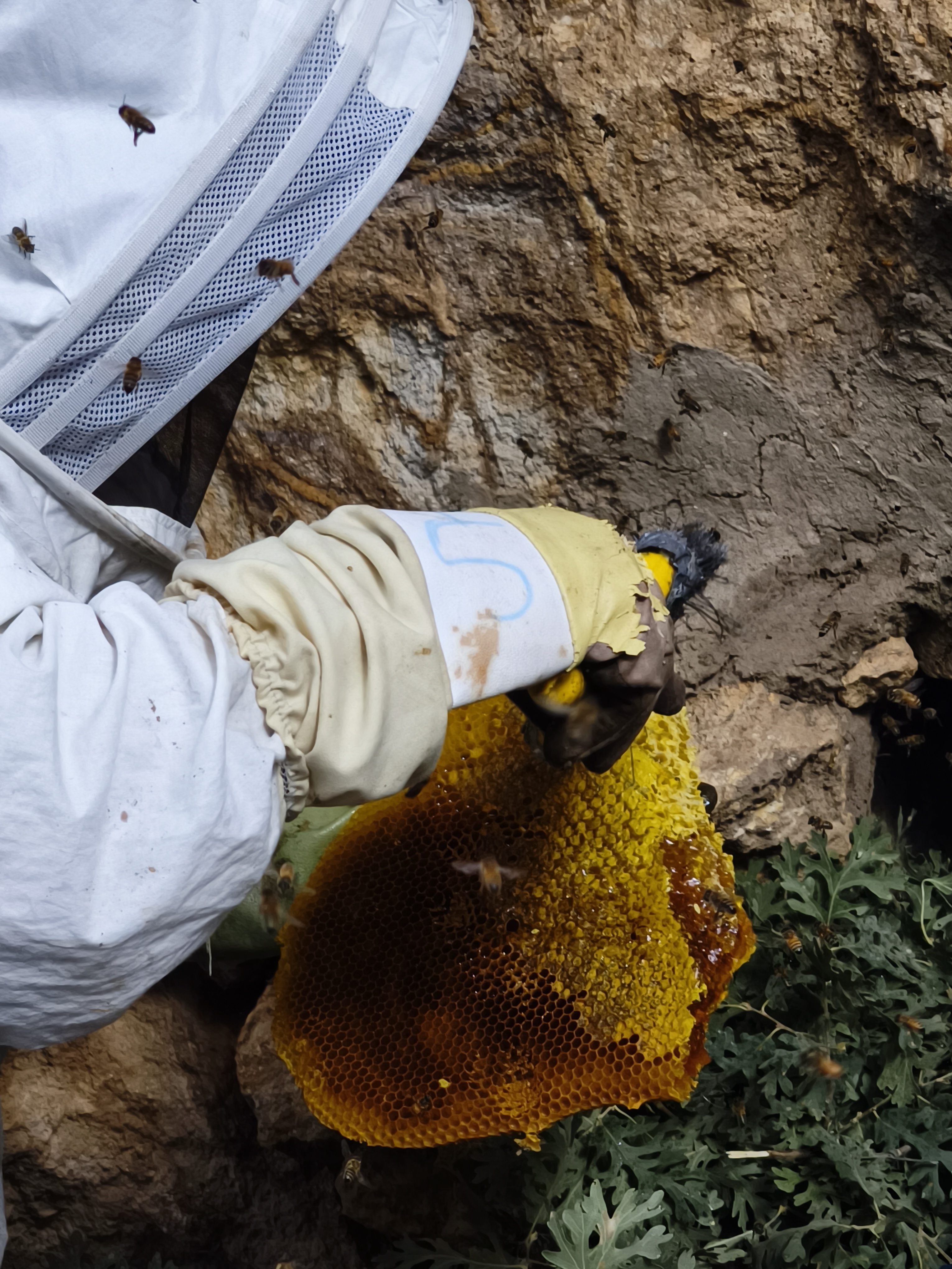 Torosların Kaya Kovuklarında Asırlık Bal Geleneği: Şakir Cırık’ın Doğal Arıcılık Hikâyesi ÖZEL  HABER - Görsel 14