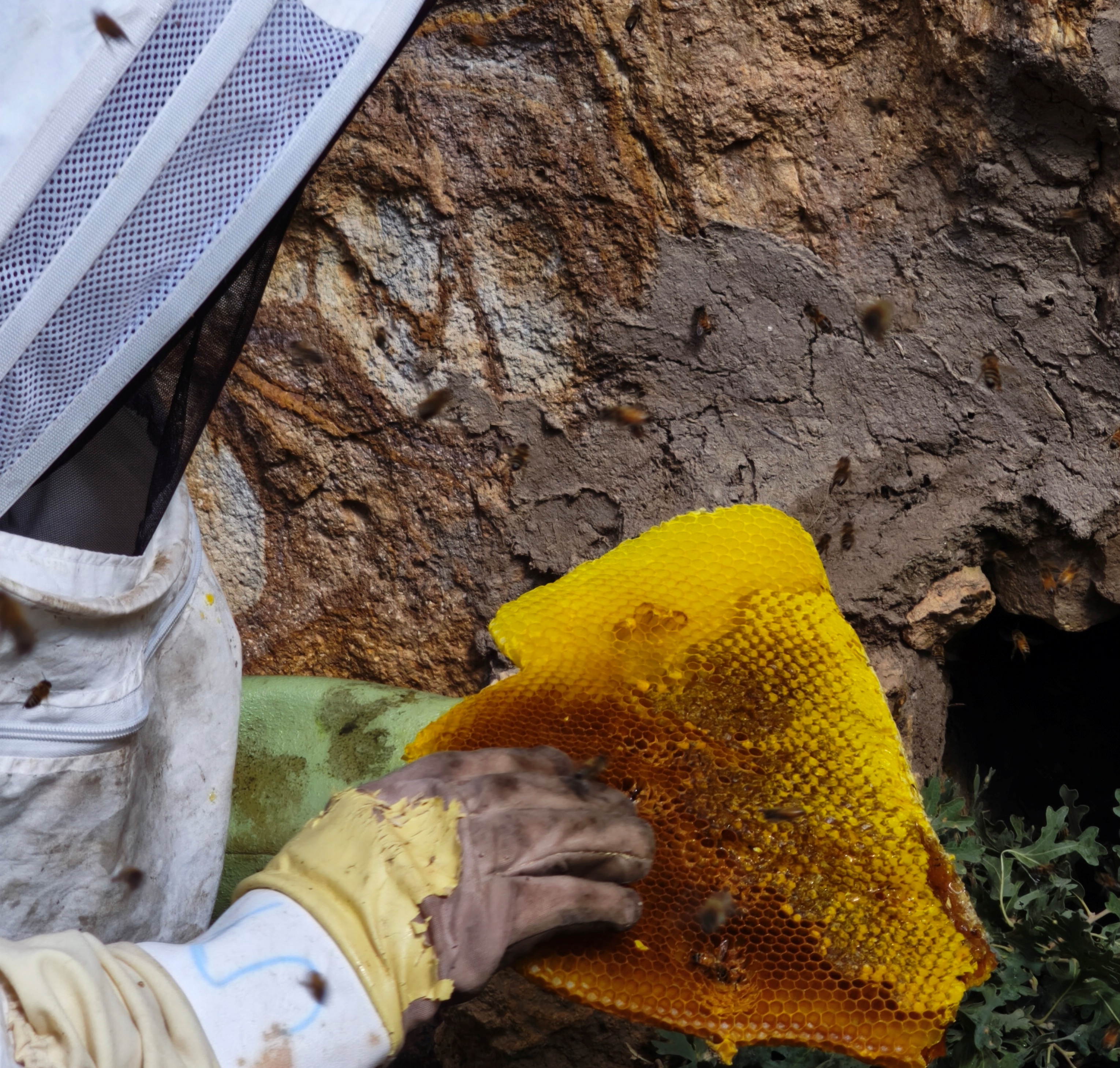 Torosların Kaya Kovuklarında Asırlık Bal Geleneği: Şakir Cırık’ın Doğal Arıcılık Hikâyesi ÖZEL  HABER - Görsel 15