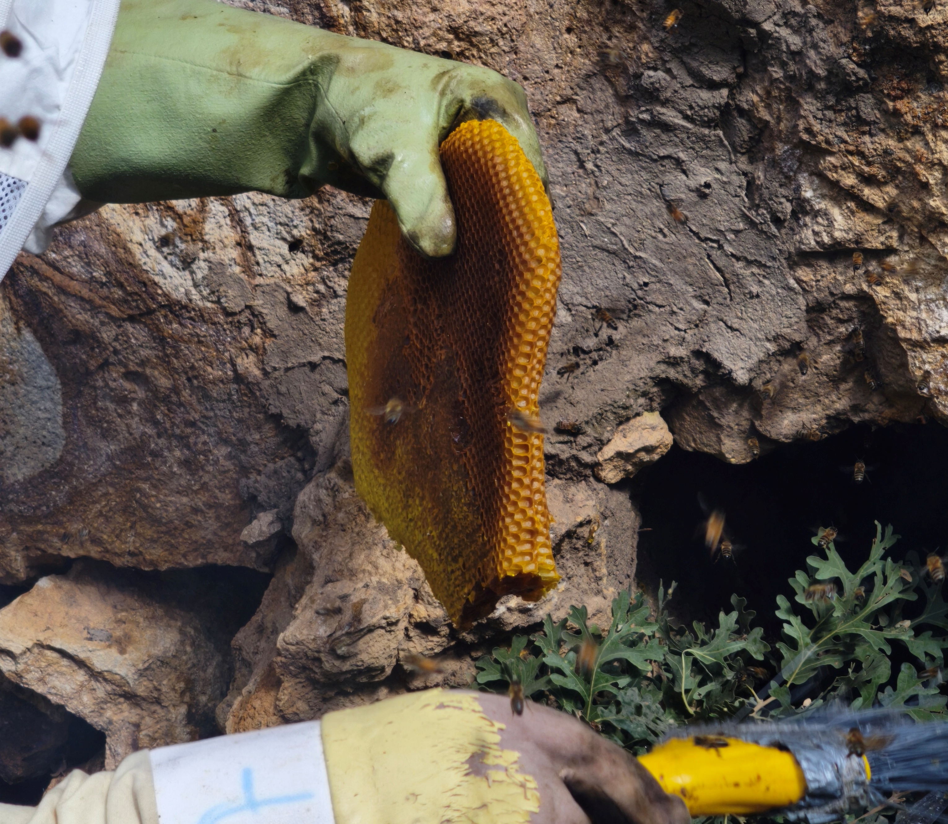 Torosların Kaya Kovuklarında Asırlık Bal Geleneği: Şakir Cırık’ın Doğal Arıcılık Hikâyesi ÖZEL  HABER - Görsel 16