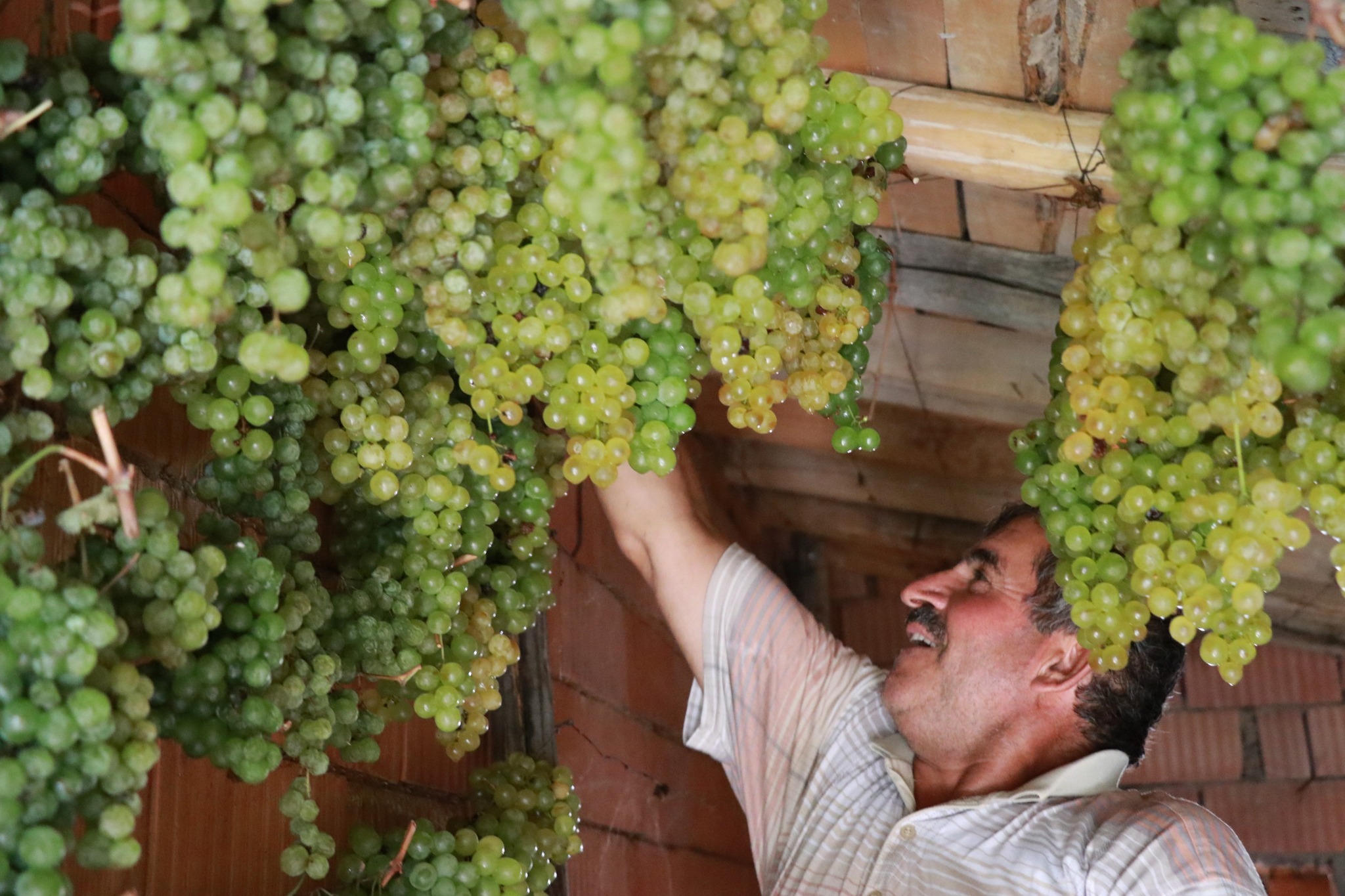 Toroslarda Güneşin Değil, Gölgenin Bereketi: Üzümler Neden Gölgede Kurutulur? - Görsel 2