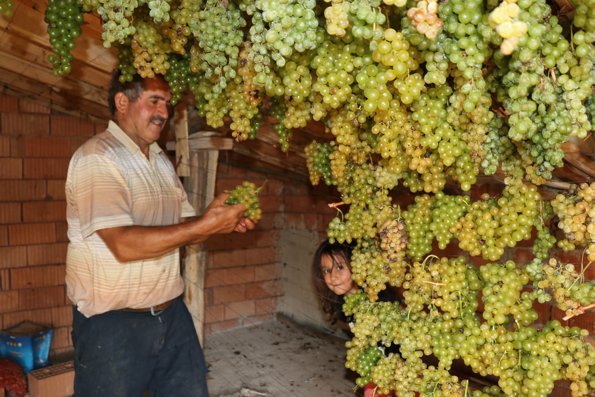 Toroslarda Güneşin Değil, Gölgenin Bereketi: Üzümler Neden Gölgede Kurutulur? - Görsel 3