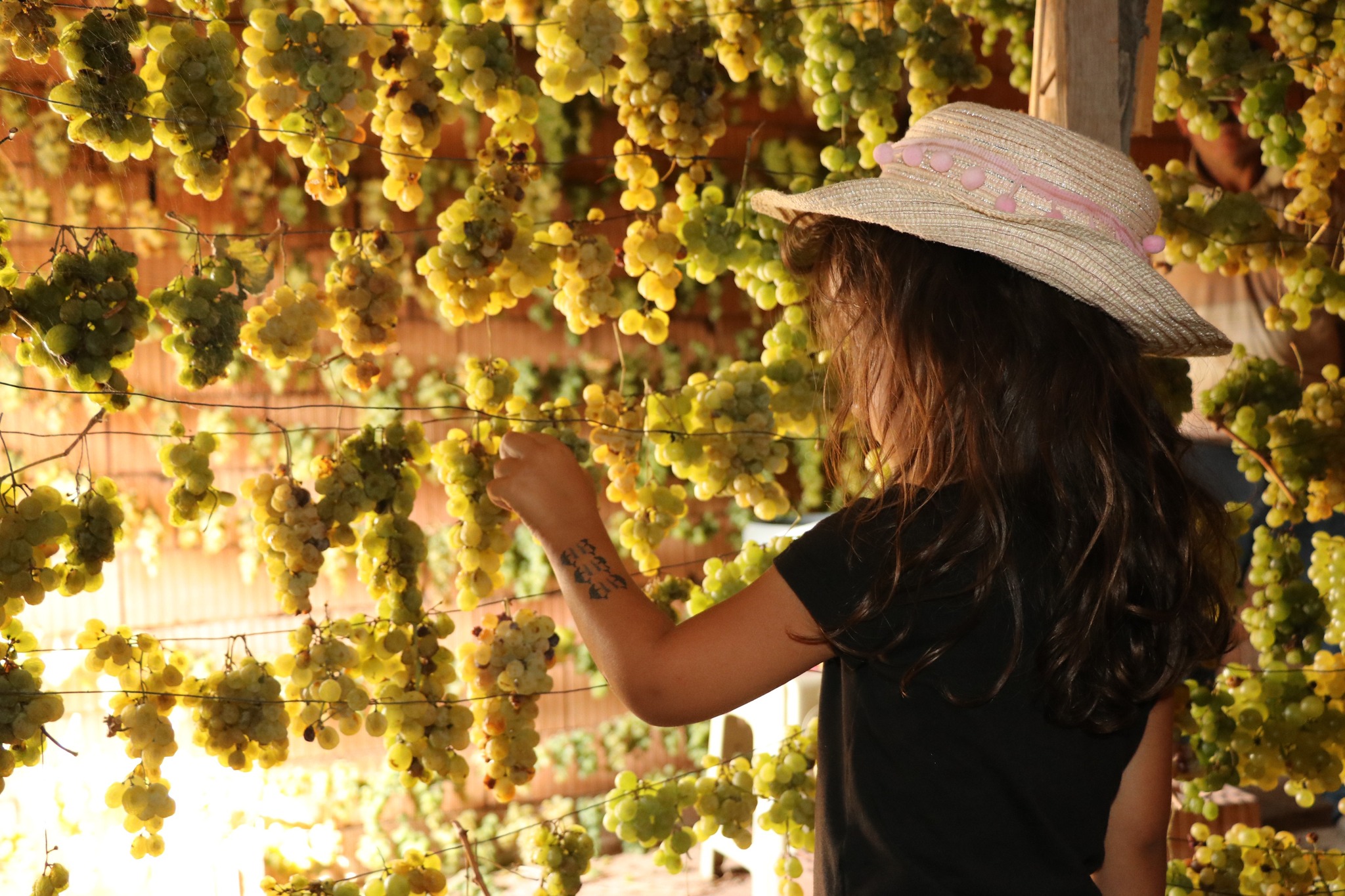 Toroslarda Güneşin Değil, Gölgenin Bereketi: Üzümler Neden Gölgede Kurutulur? - Görsel 5