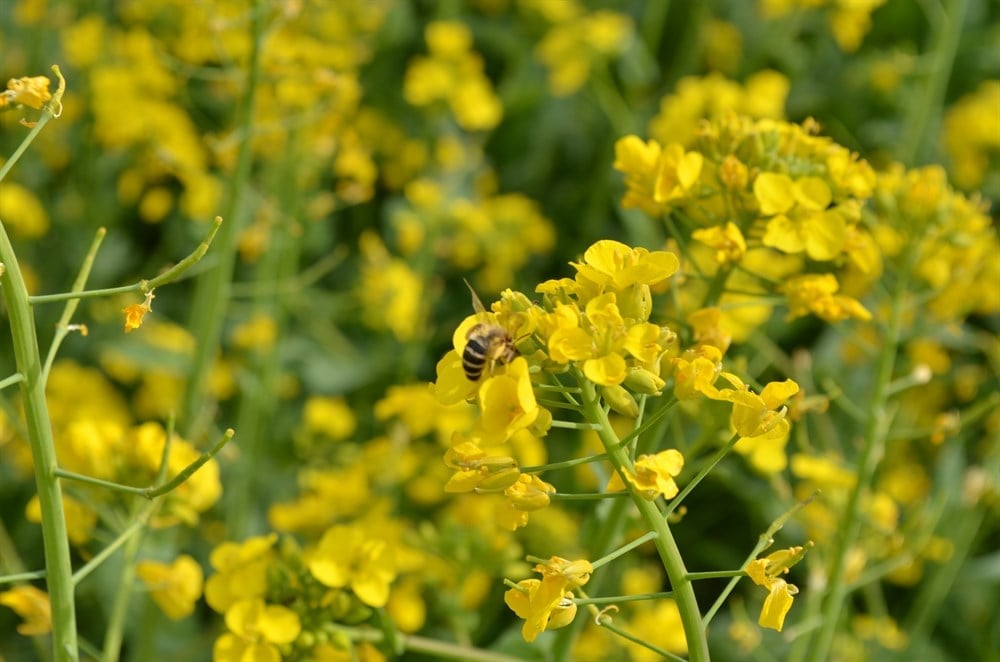 BELEDİYEDEN ÇİFTÇİLERE LENOX TOHUM DESTEĞİ - Görsel 1