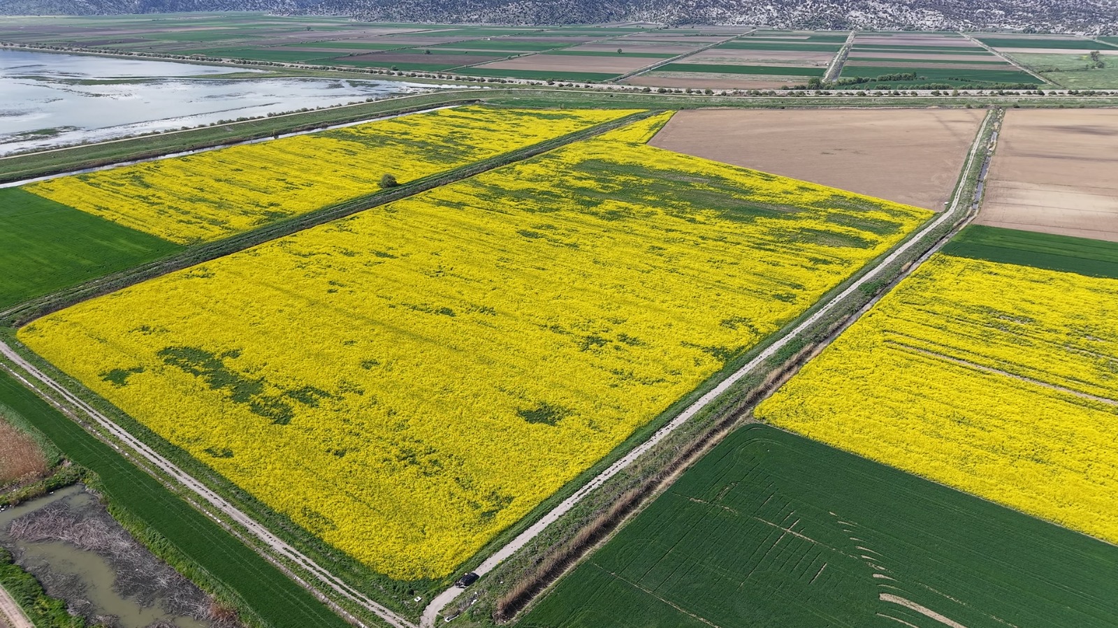 BELEDİYEDEN ÇİFTÇİLERE LENOX TOHUM DESTEĞİ - Görsel 2