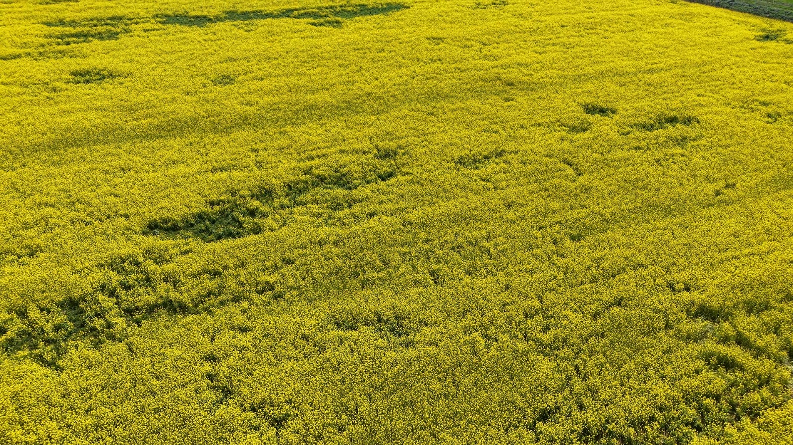 BELEDİYEDEN ÇİFTÇİLERE LENOX TOHUM DESTEĞİ - Görsel 4