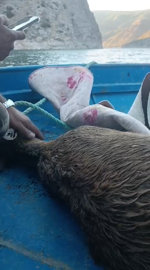 Elâzığ'da Baraj gölüne düşen dağ keçisini balıkçılar kurtardı; o anlar kamerada - Görsel 1